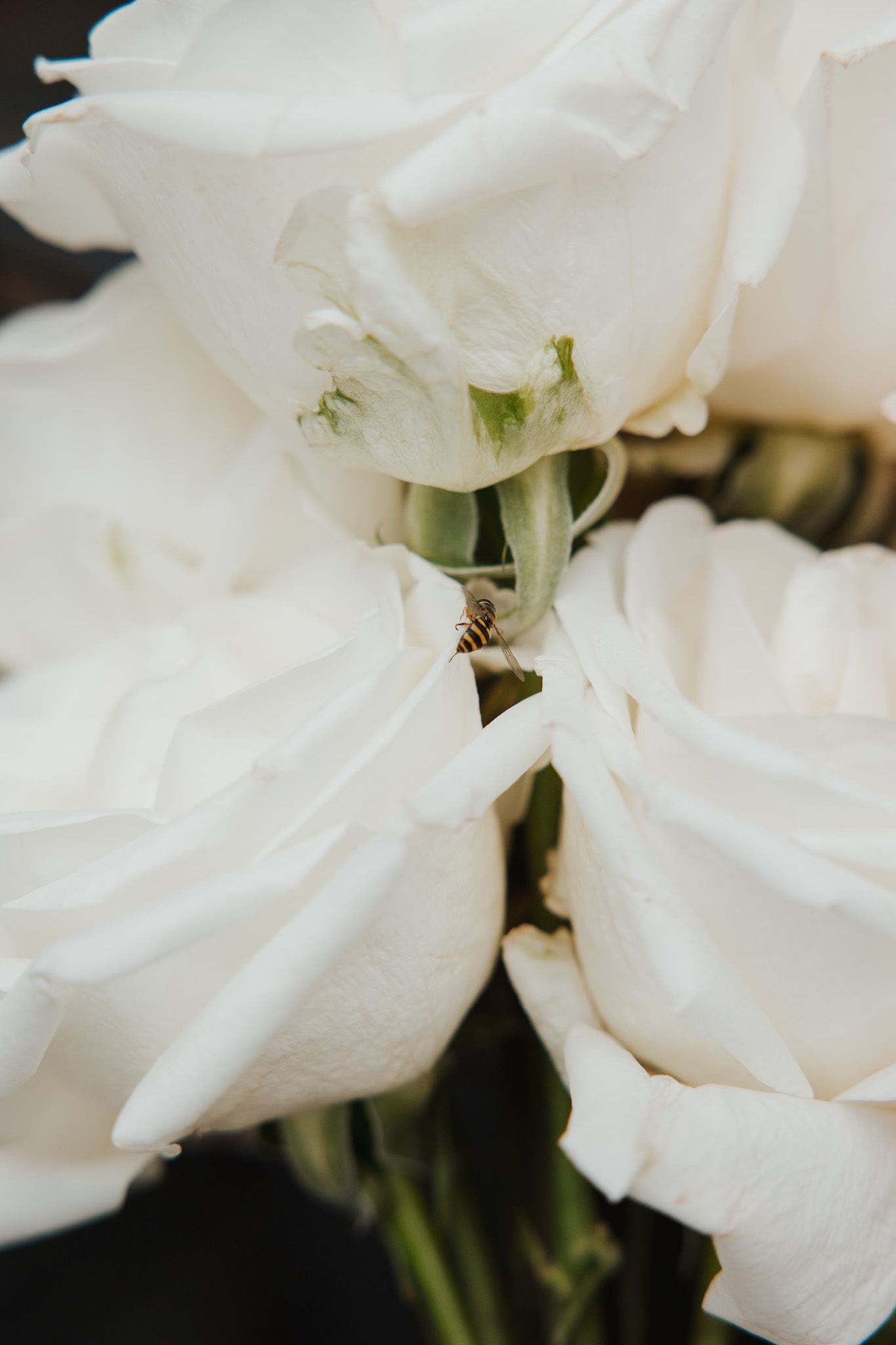 Macro photograph of delicate white rose petals with soft focus detail.