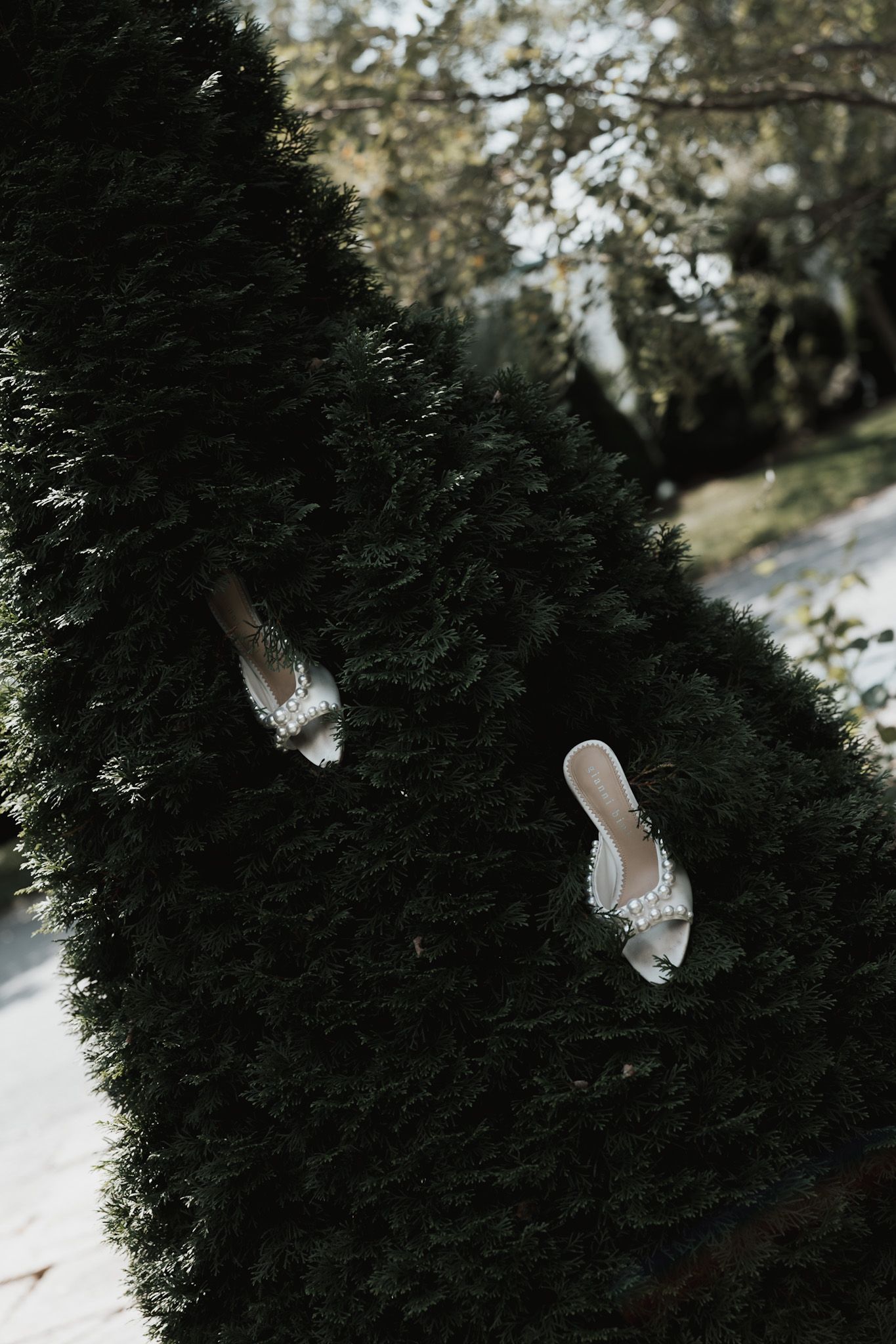 Sequence showing white feathers floating against dark evergreen trees.