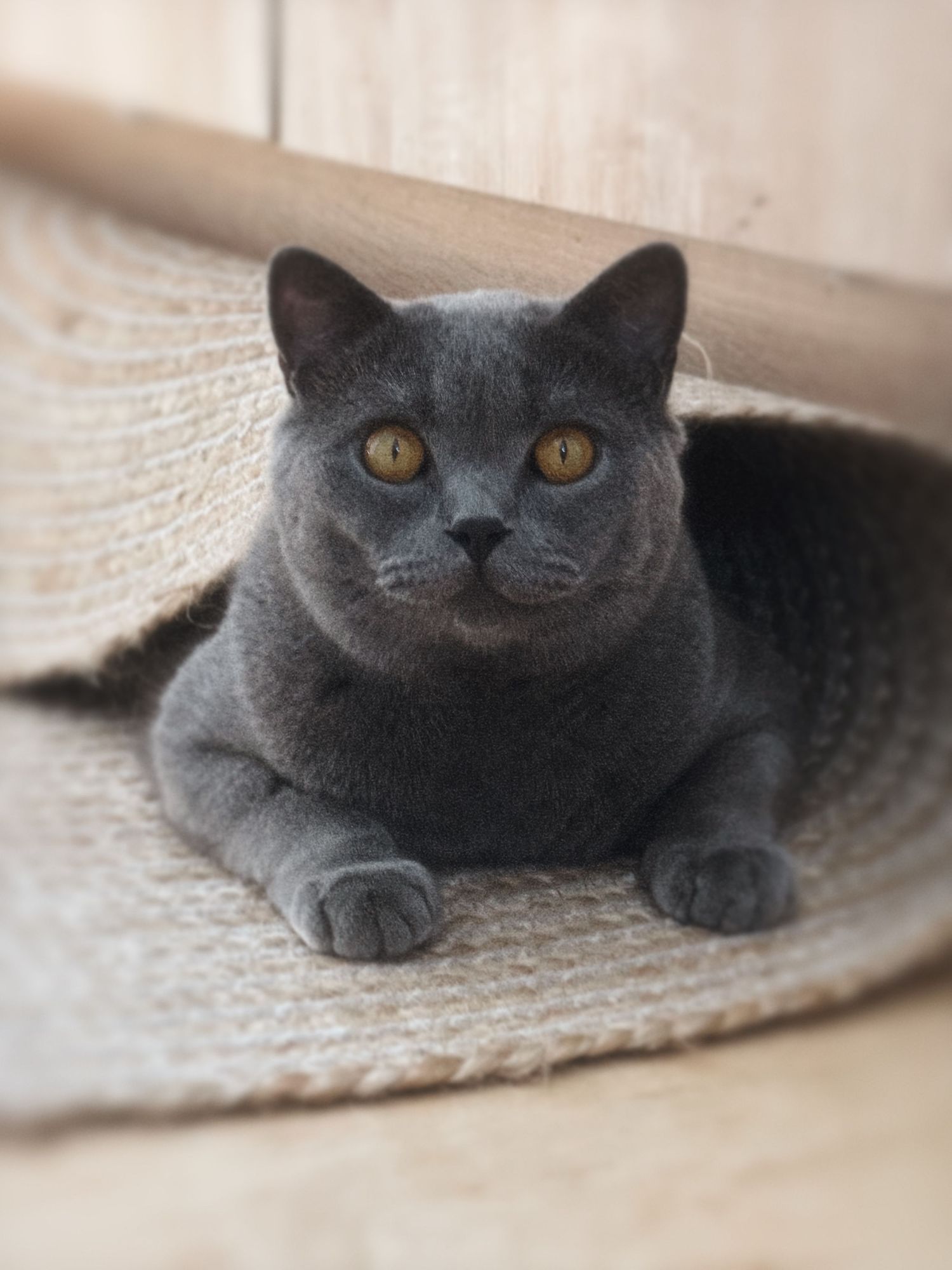 Eine pralle graue Britisch Kurzhaarkatze mit goldenen Augen, die in einem gemütlichen gewebten Katzenbett ruht.