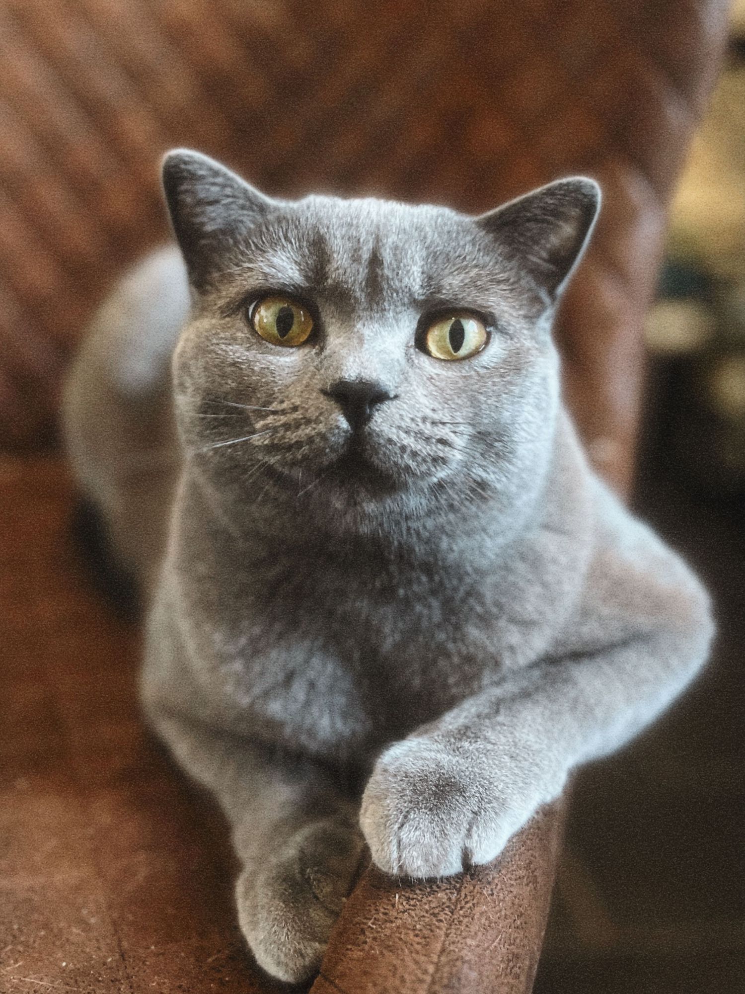 Eine flauschige graue Britisch Kurzhaarkatze mit goldenen Augen sitzt wachsam auf einem braunen Lederstuhl.