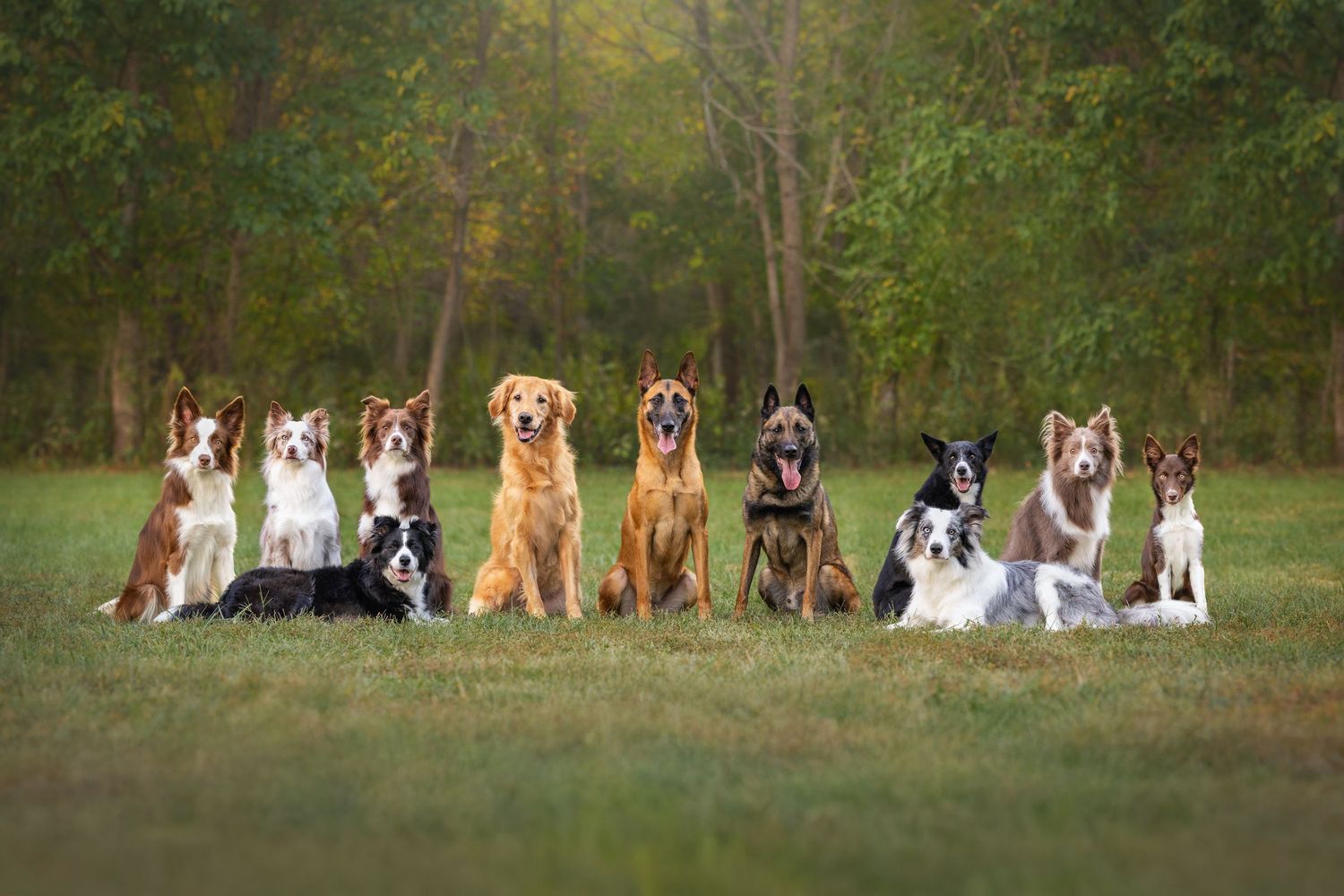 Photo by: Grace Marie Pet Photography, the St. Charles County Pet Photographer.