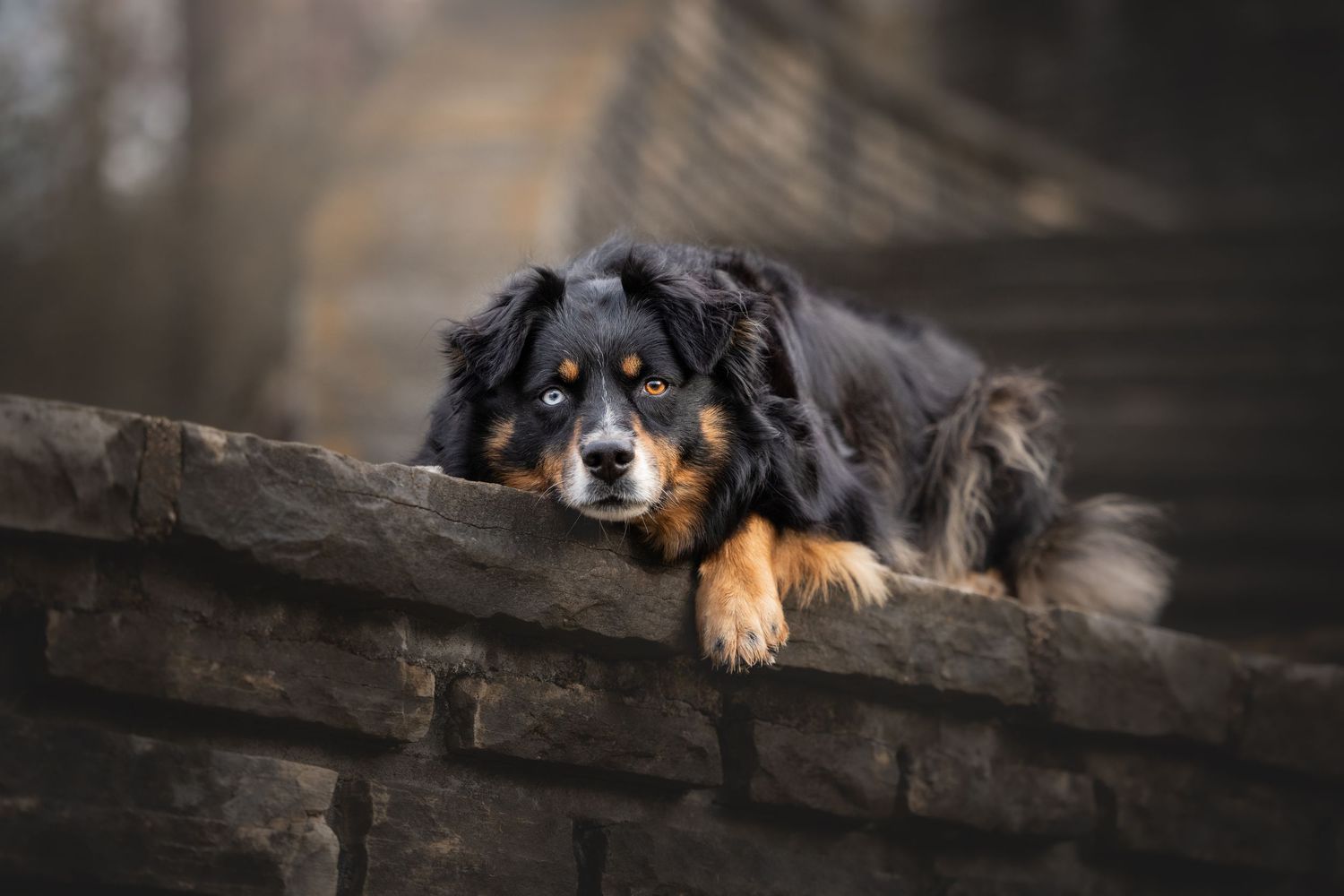 Photo by: Grace Marie Pet Photography, the St. Charles County Pet Photographer.
