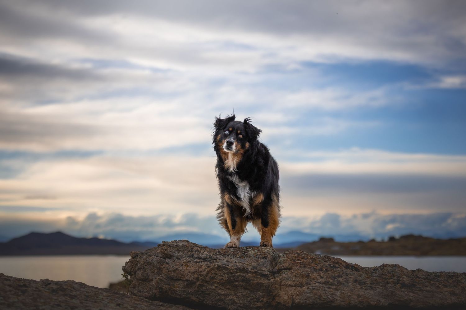 Photo by: Grace Marie Pet Photography, the St. Charles County Pet Photographer.