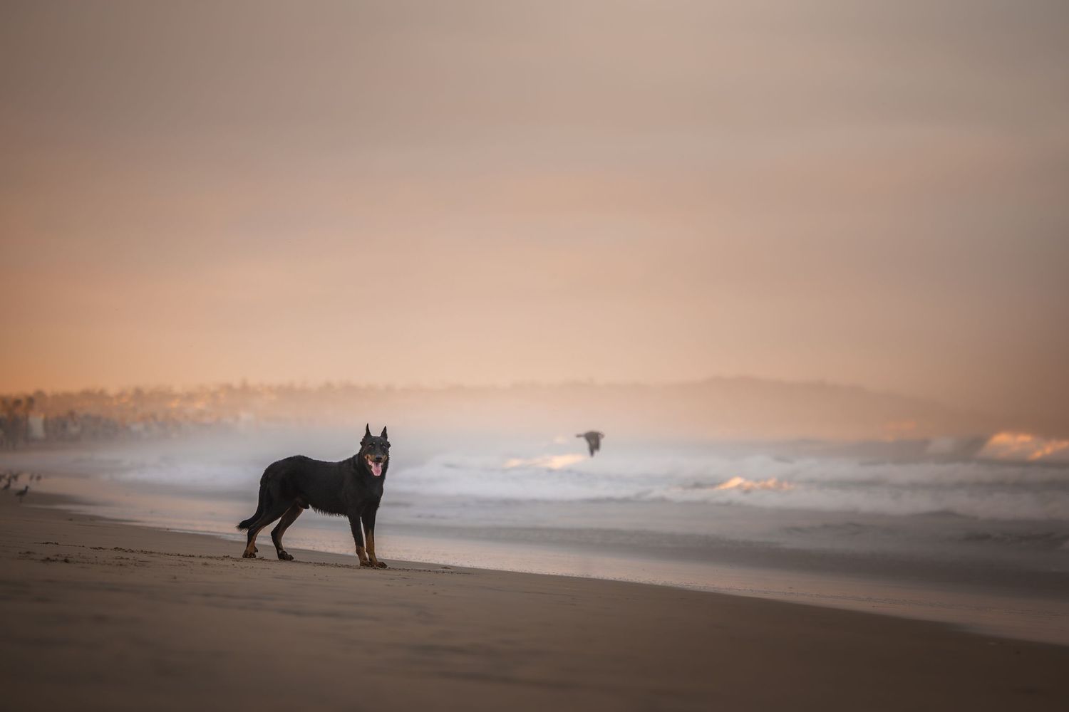 Photo by: Grace Marie Pet Photography, the St. Charles County Pet Photographer.