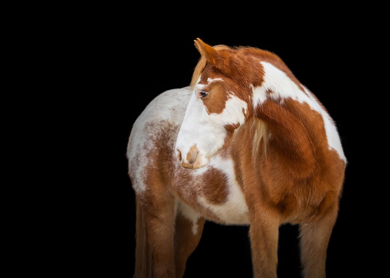 Photo by: Grace Marie Pet Photography, the St. Charles County Pet Photographer.