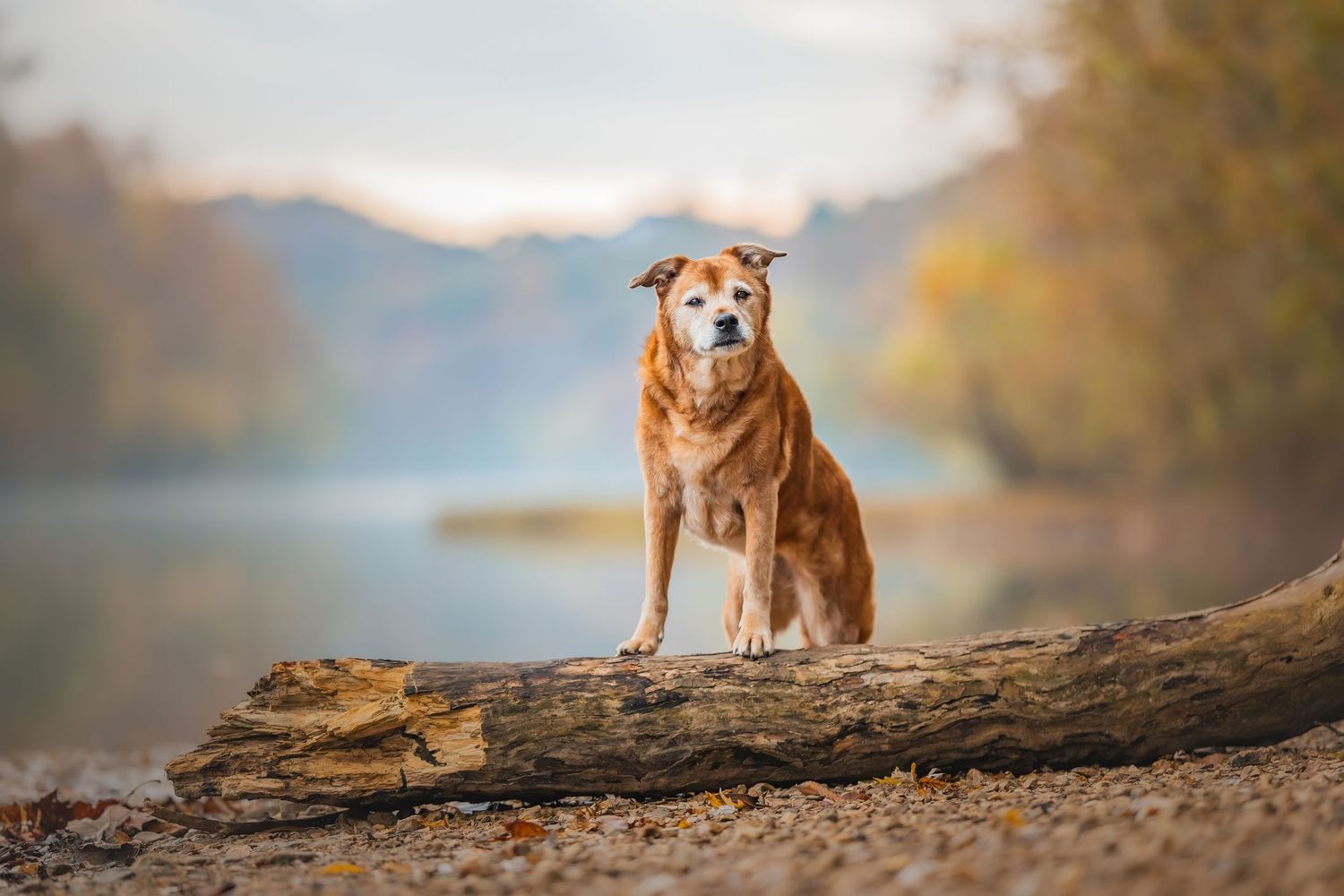 Photo by: Grace Marie Pet Photography, the St. Charles County Pet Photographer.