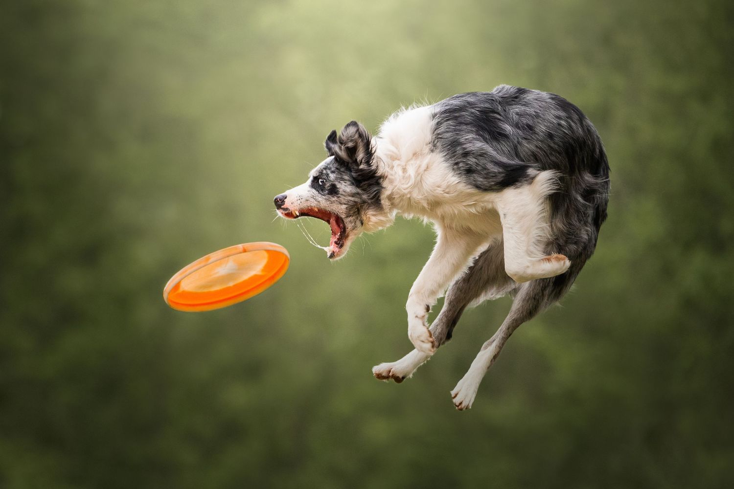 Photo by: Grace Marie Pet Photography, the St. Charles County Pet Photographer.