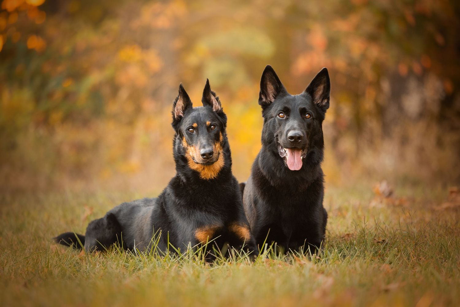 Photo by: Grace Marie Pet Photography, the St. Charles County Pet Photographer.