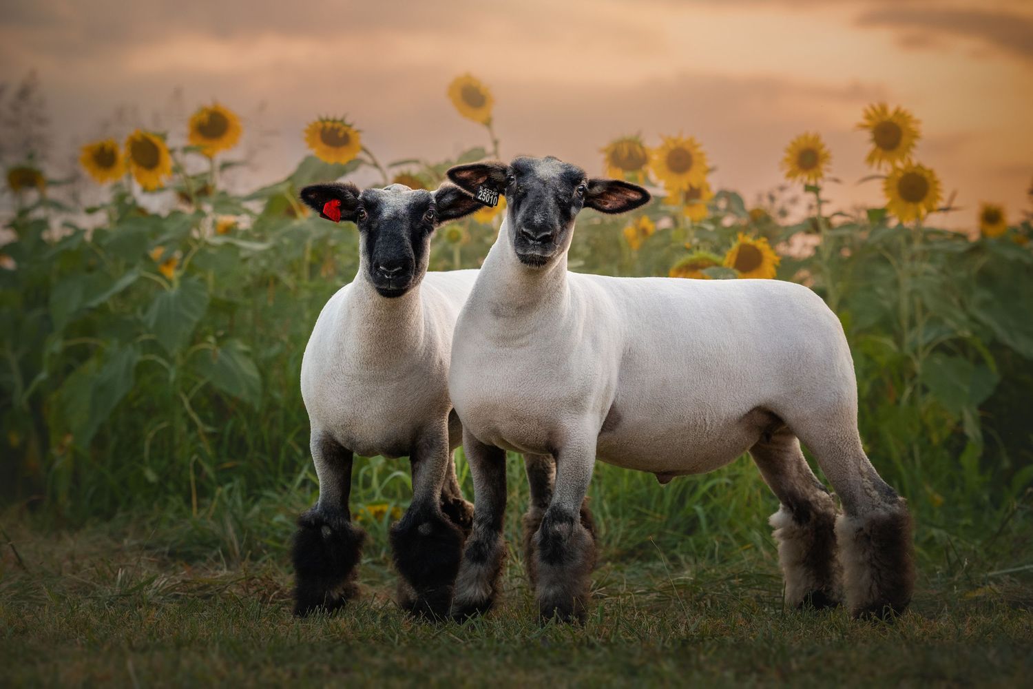 Photo by: Grace Marie Pet Photography, the St. Charles County Pet Photographer.