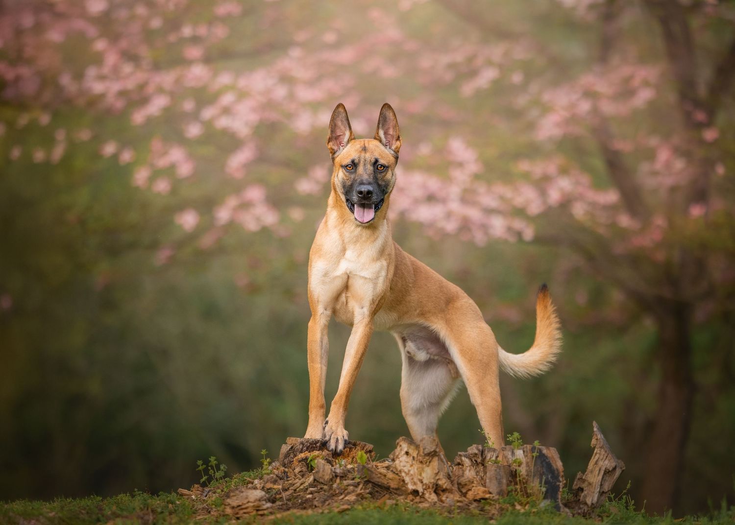Photo by: Grace Marie Pet Photography, the St. Charles County Pet Photographer.