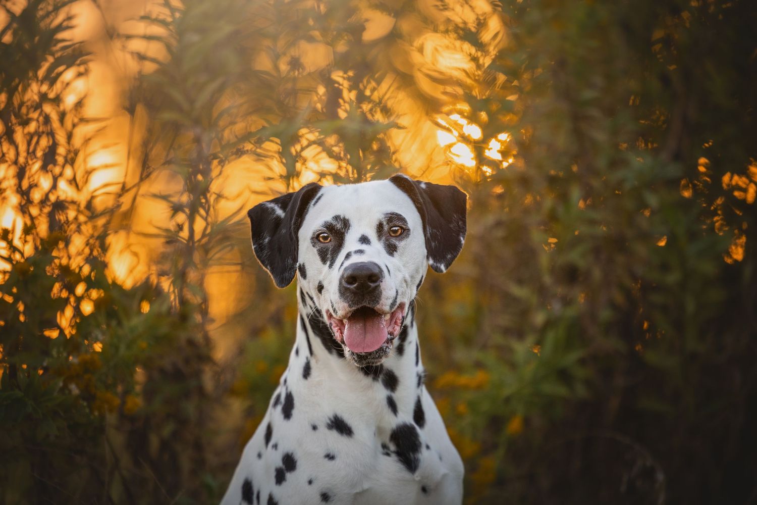 Photo by: Grace Marie Pet Photography, the St. Charles County Pet Photographer.