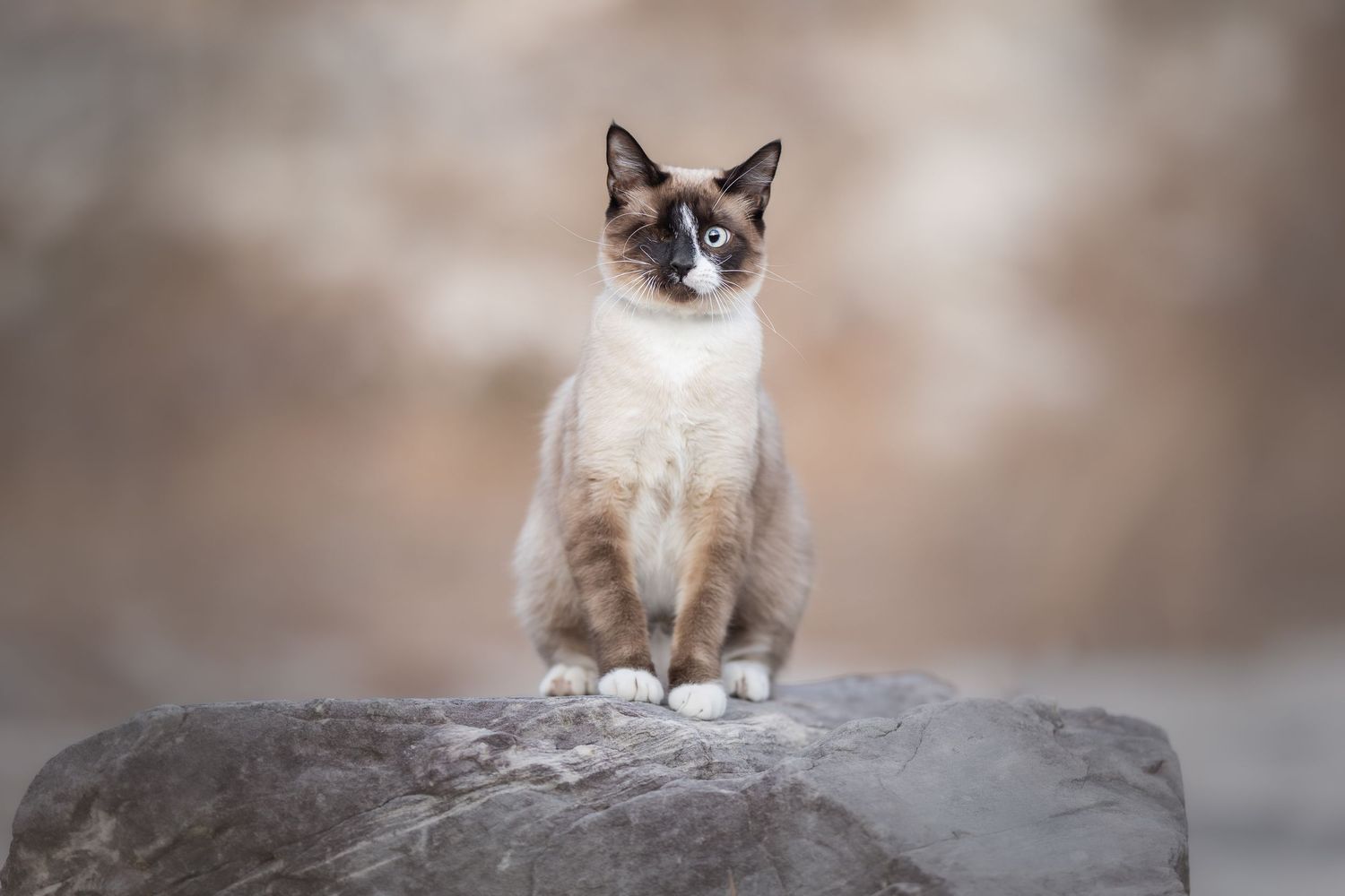 Photo by: Grace Marie Pet Photography, the St. Charles County Pet Photographer.