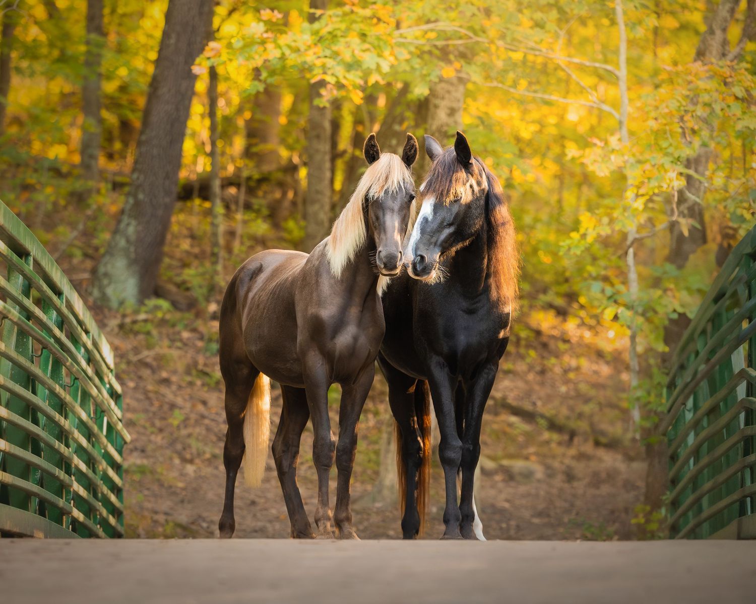 Photo by: Grace Marie Pet Photography, the St. Charles County Pet Photographer.