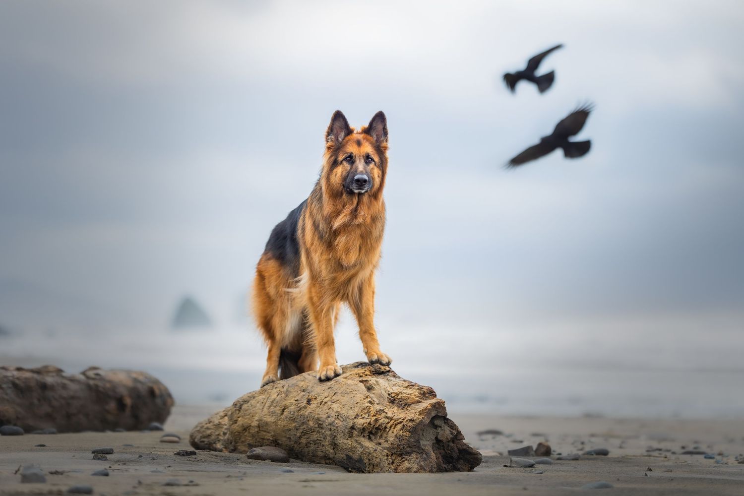 Photo by: Grace Marie Pet Photography, the St. Charles County Pet Photographer.