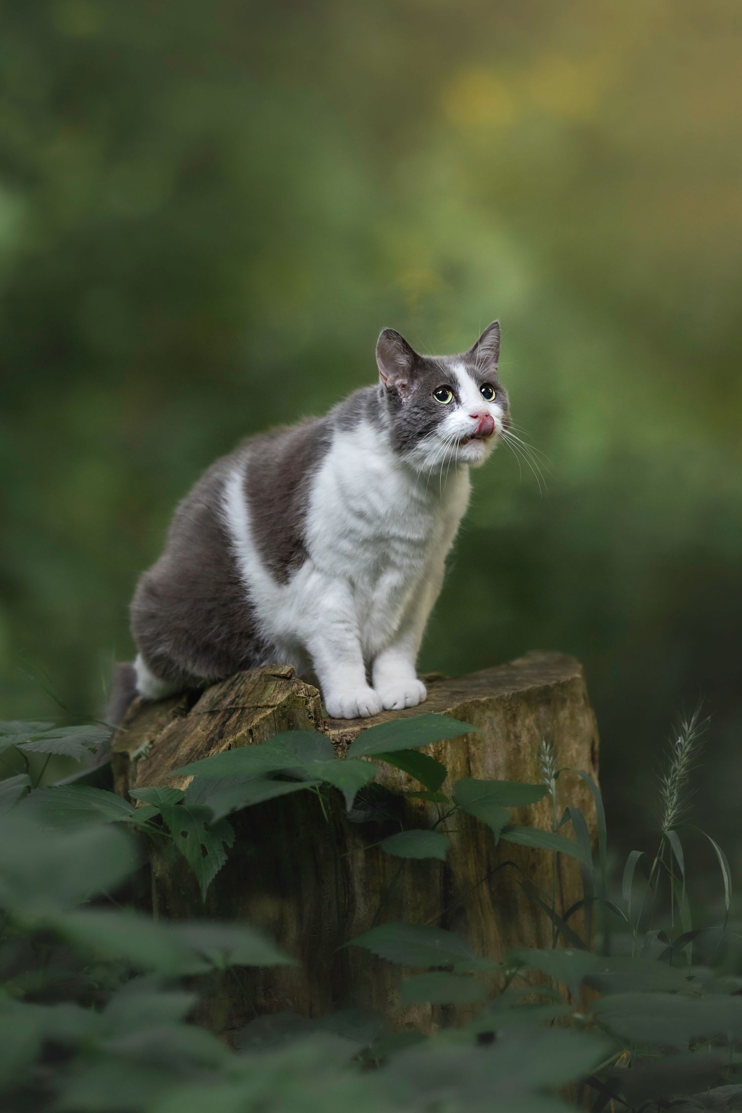 Photo by: Grace Marie Pet Photography, the St. Charles County Pet Photographer.