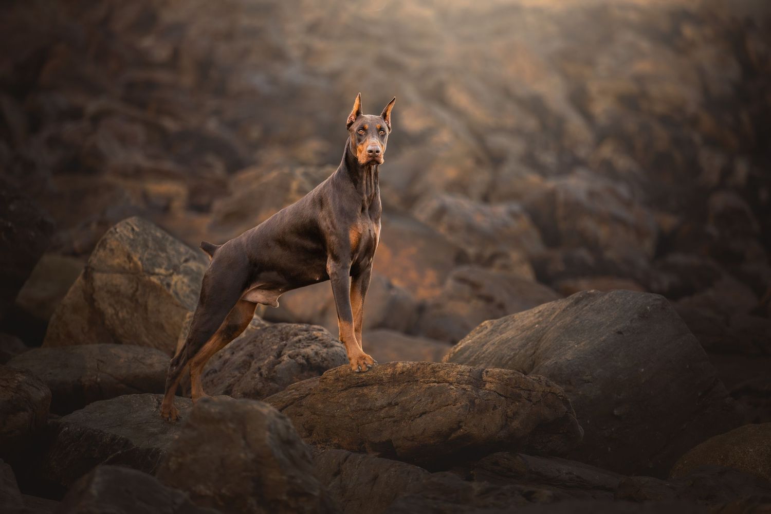 Photo by: Grace Marie Pet Photography, the St. Charles County Pet Photographer.
