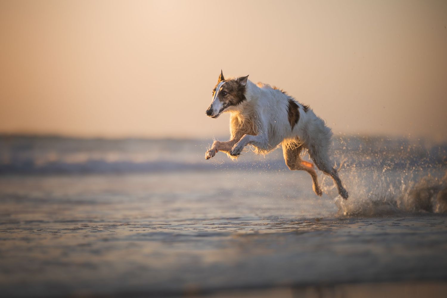 Photo by: Grace Marie Pet Photography, the St. Charles County Pet Photographer.