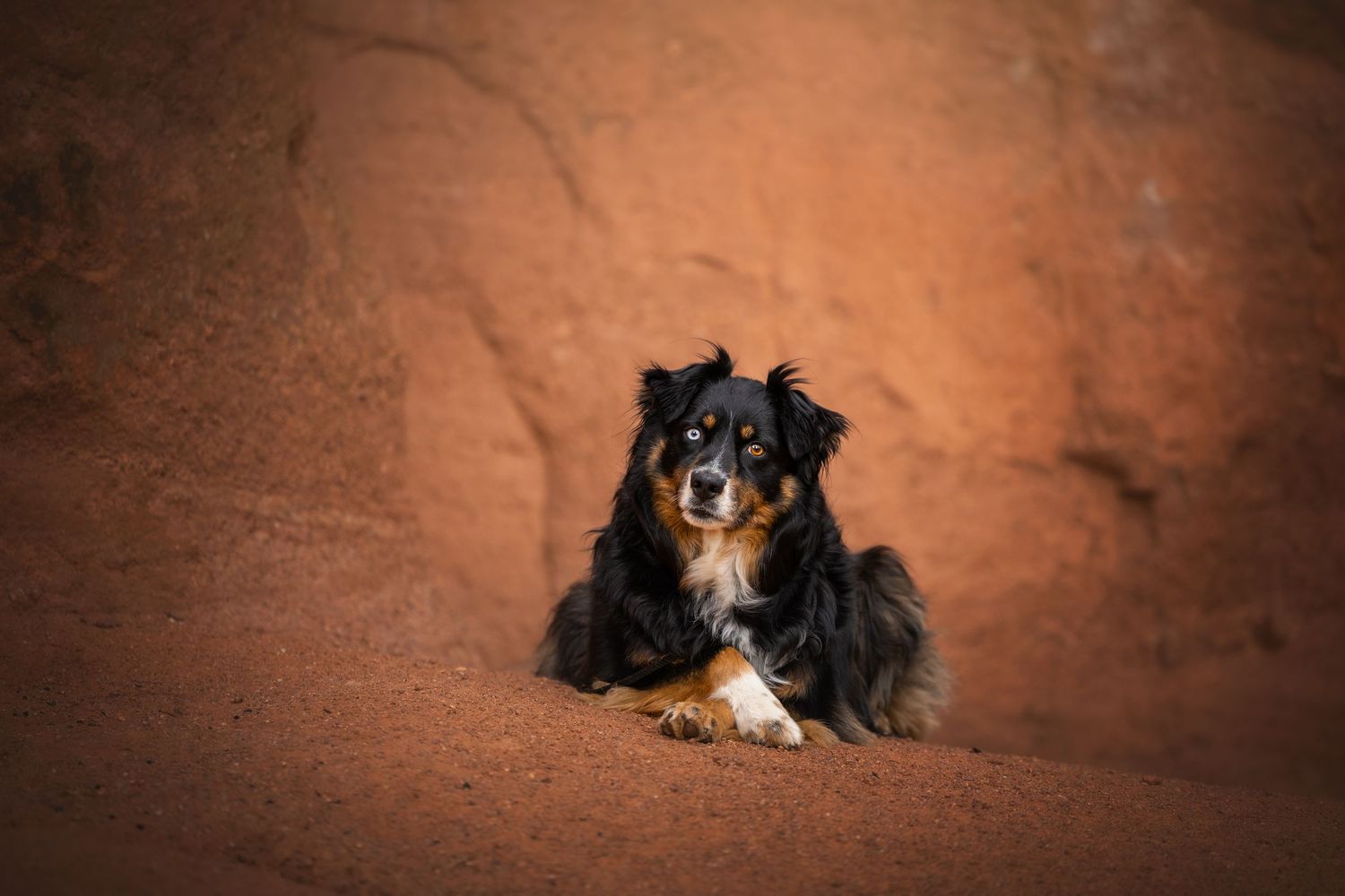 Photo by: Grace Marie Pet Photography, the St. Charles County Pet Photographer.