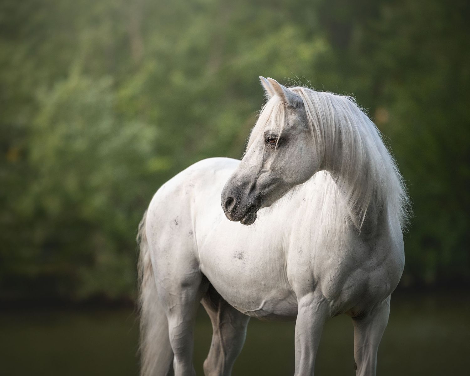 Photo by: Grace Marie Pet Photography, the St. Charles County Pet Photographer.