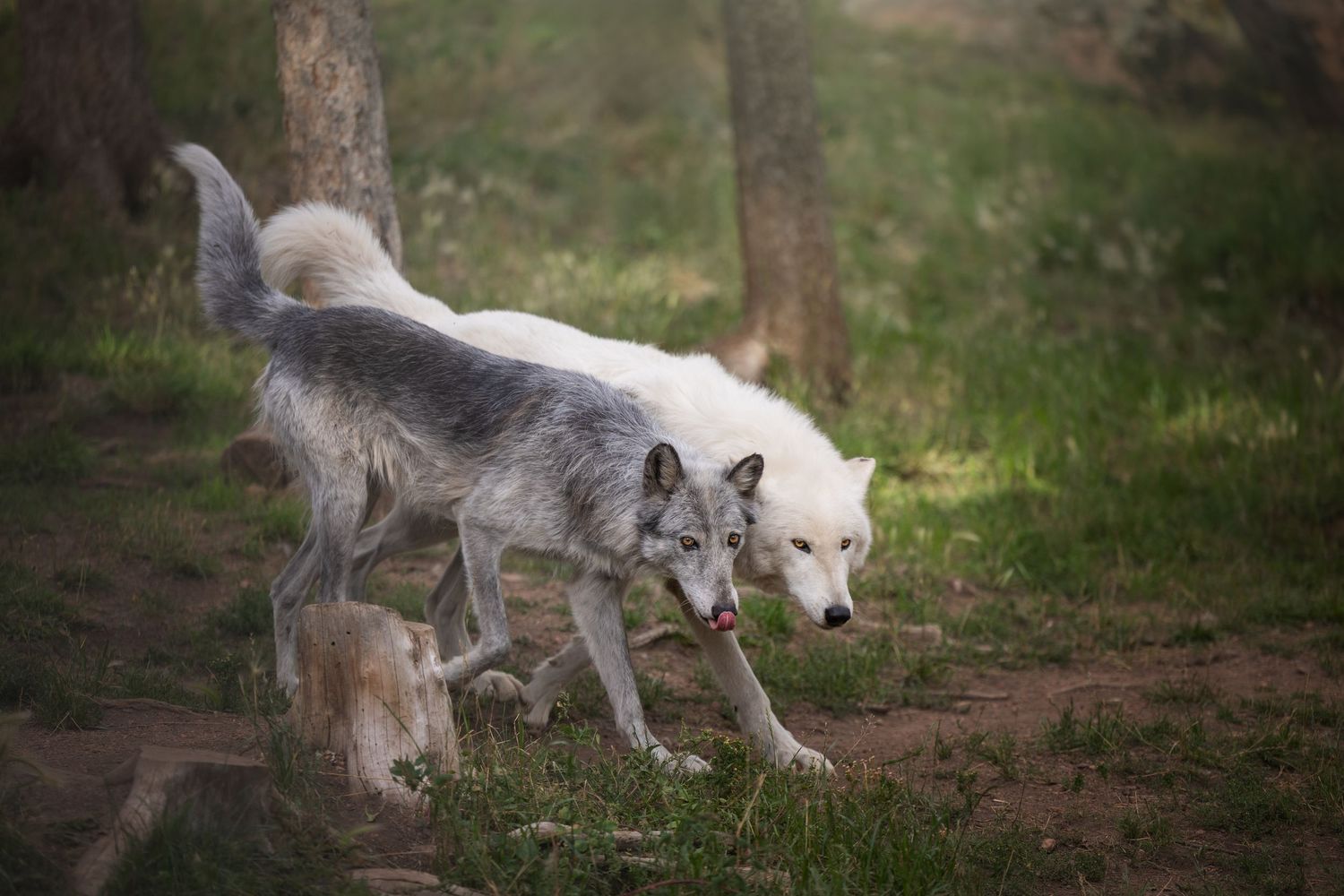 Photo by: Grace Marie Pet Photography, the St. Charles County Pet Photographer.