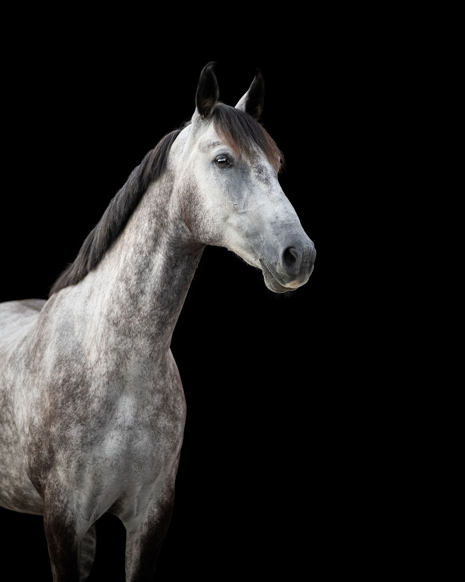 Photo by: Grace Marie Pet Photography, the St. Charles County Pet Photographer.