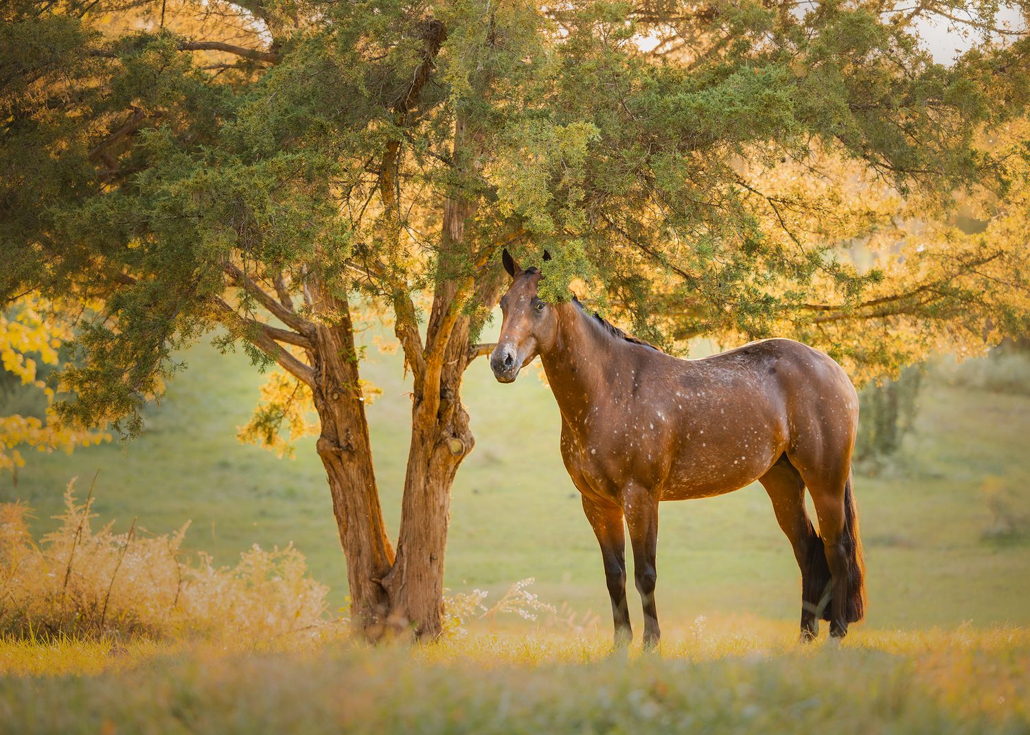 Photo by: Grace Marie Pet Photography, the St. Charles County Pet Photographer.