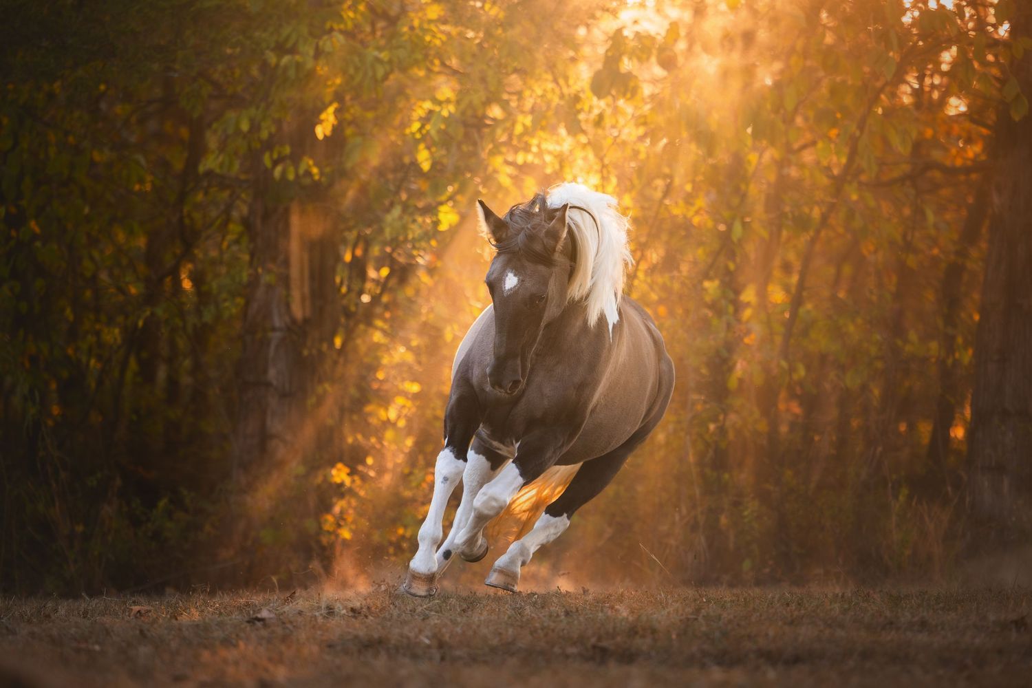 Photo by: Grace Marie Pet Photography, the St. Charles County Pet Photographer.