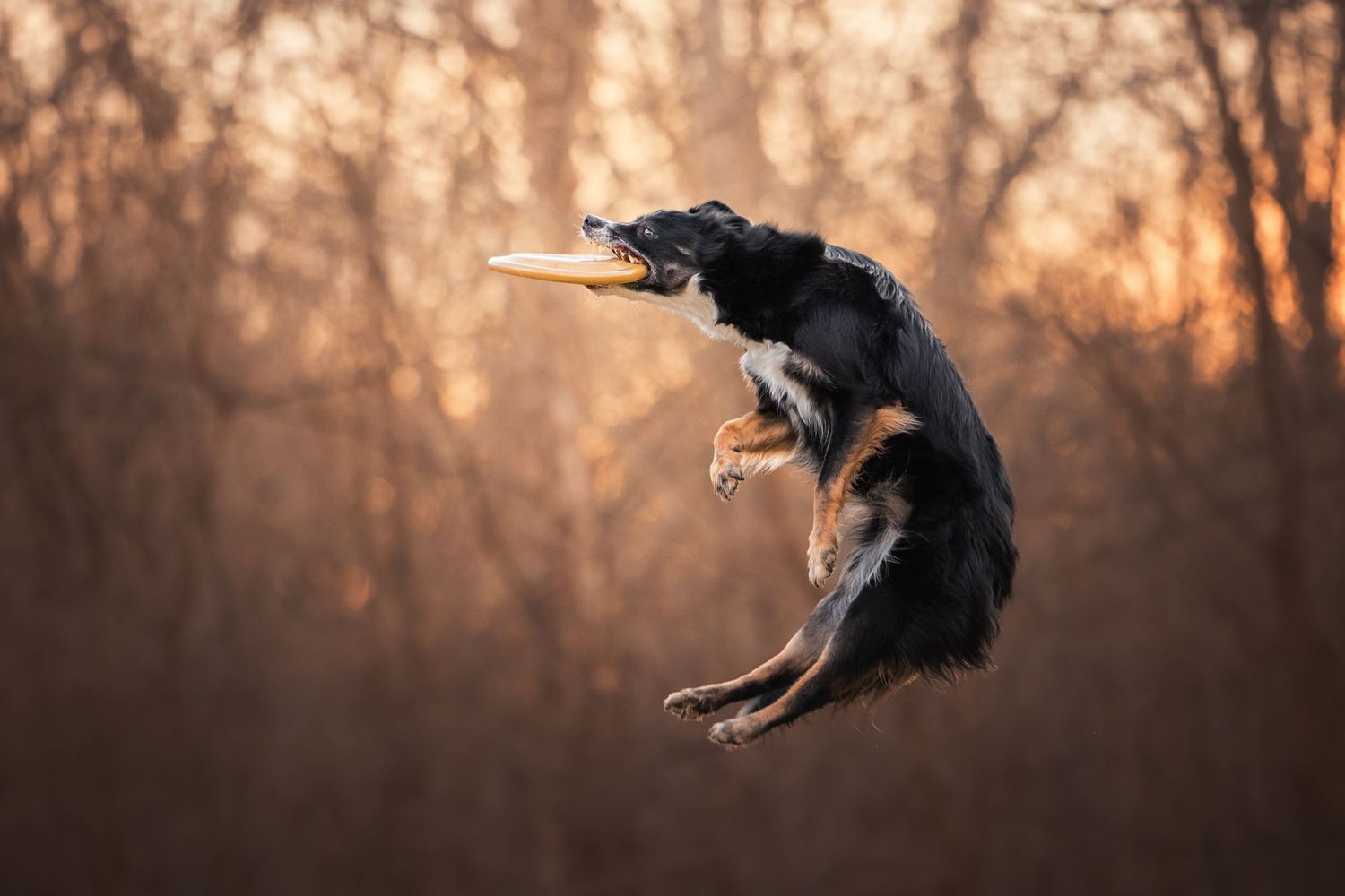 Photo by: Grace Marie Pet Photography, the St. Charles County Pet Photographer.