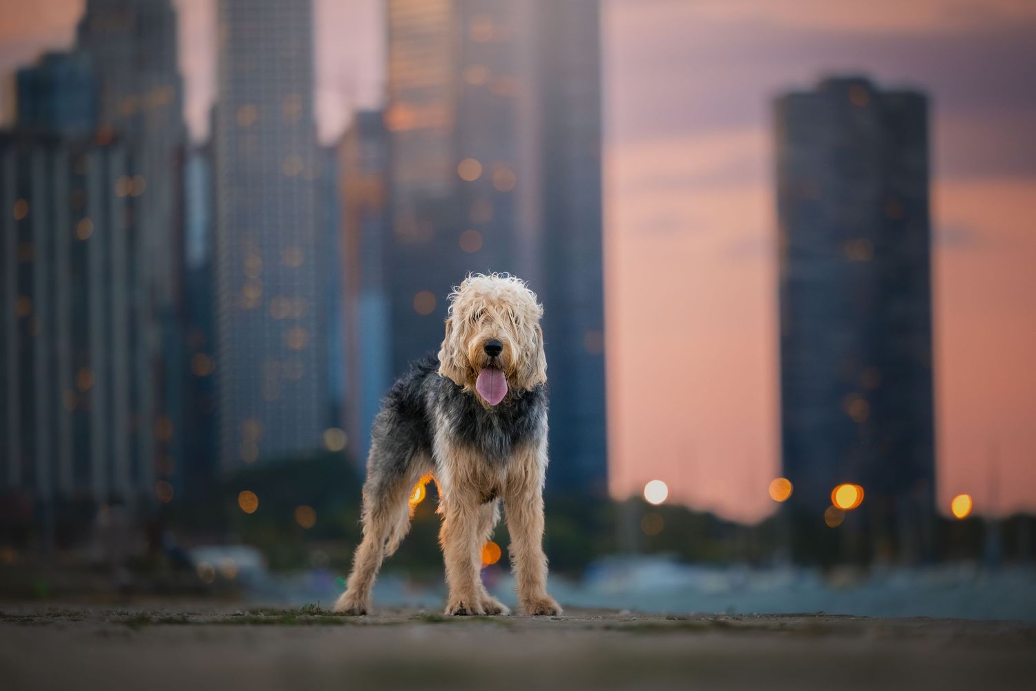 Photo by: Grace Marie Pet Photography, the St. Charles County Pet Photographer.