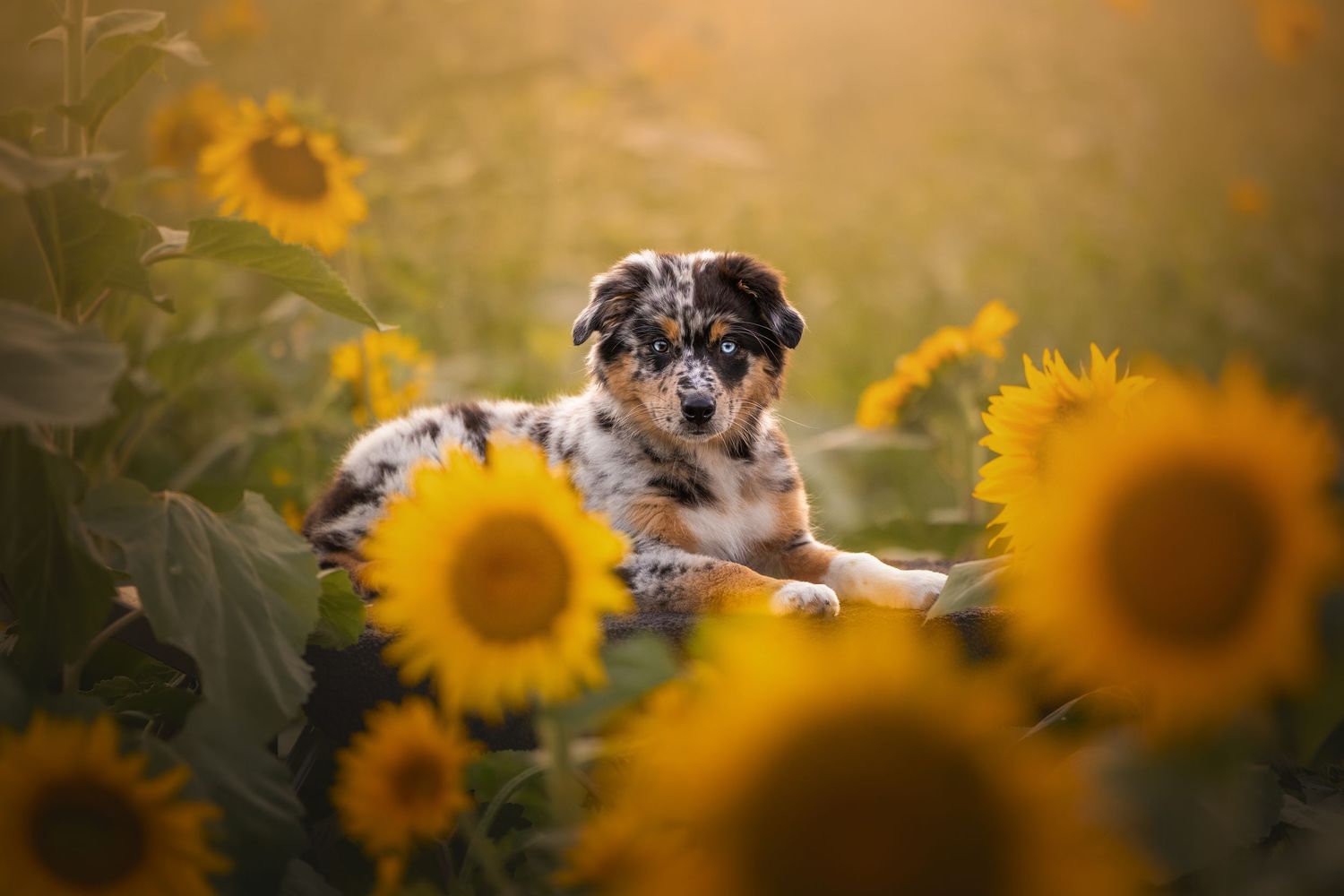 Photo by: Grace Marie Pet Photography, the St. Charles County Pet Photographer.