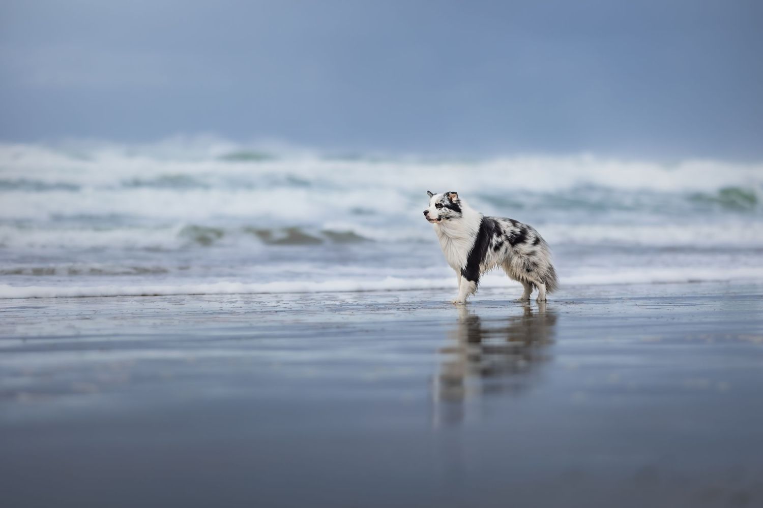 Photo by: Grace Marie Pet Photography, the St. Charles County Pet Photographer.