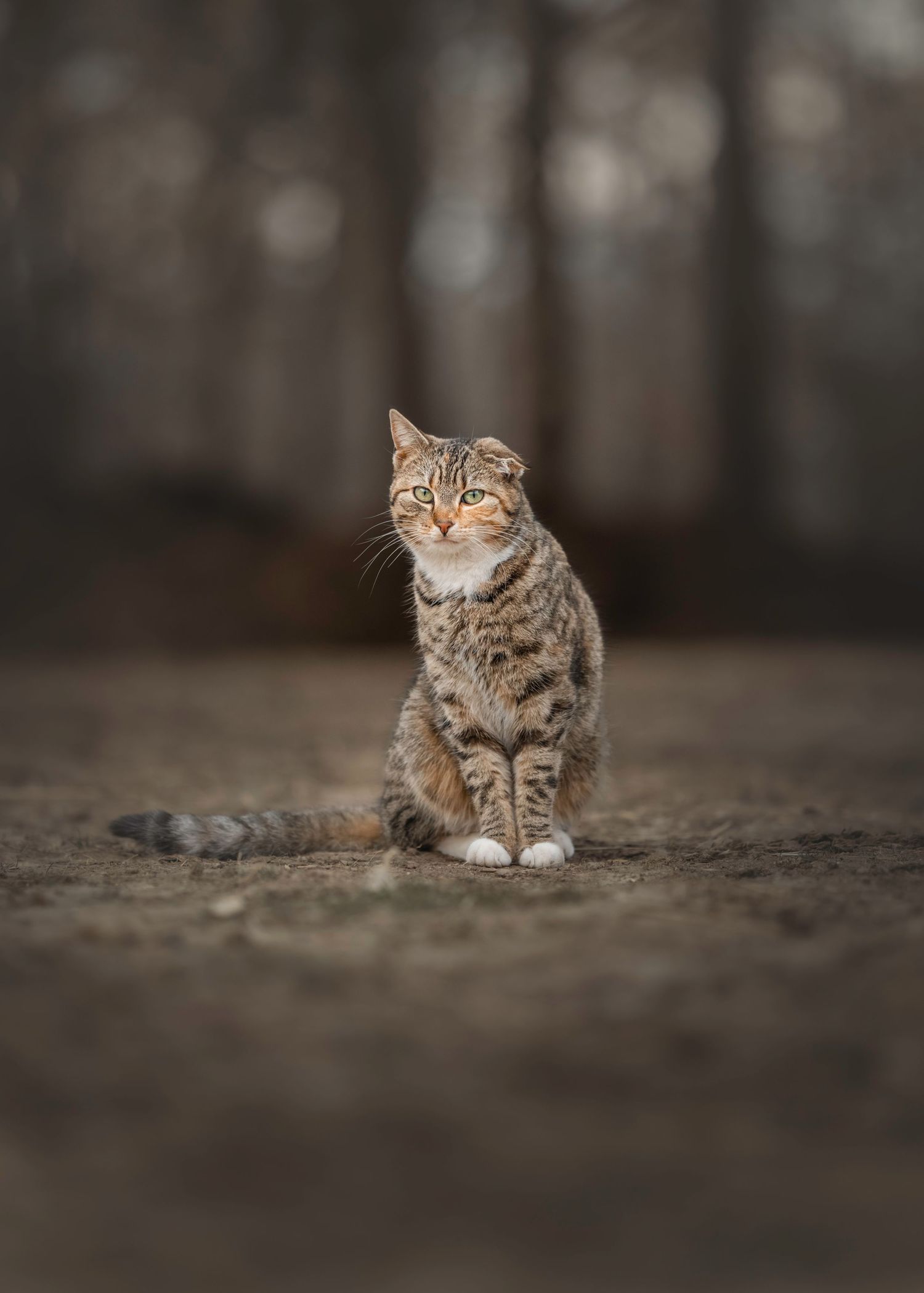 Photo by: Grace Marie Pet Photography, the St. Charles County Pet Photographer.