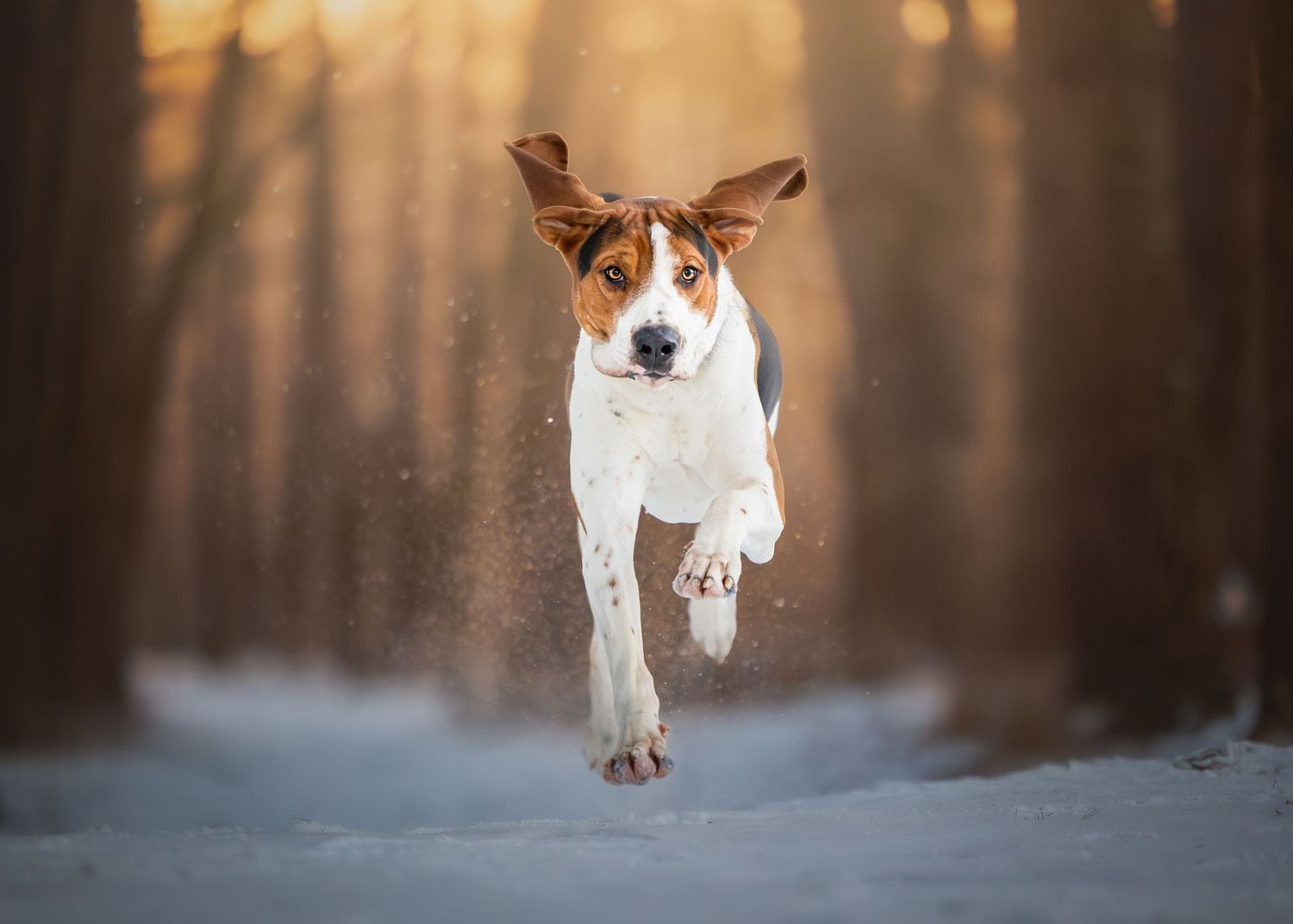 Photo by: Grace Marie Pet Photography, the St. Charles County Pet Photographer.