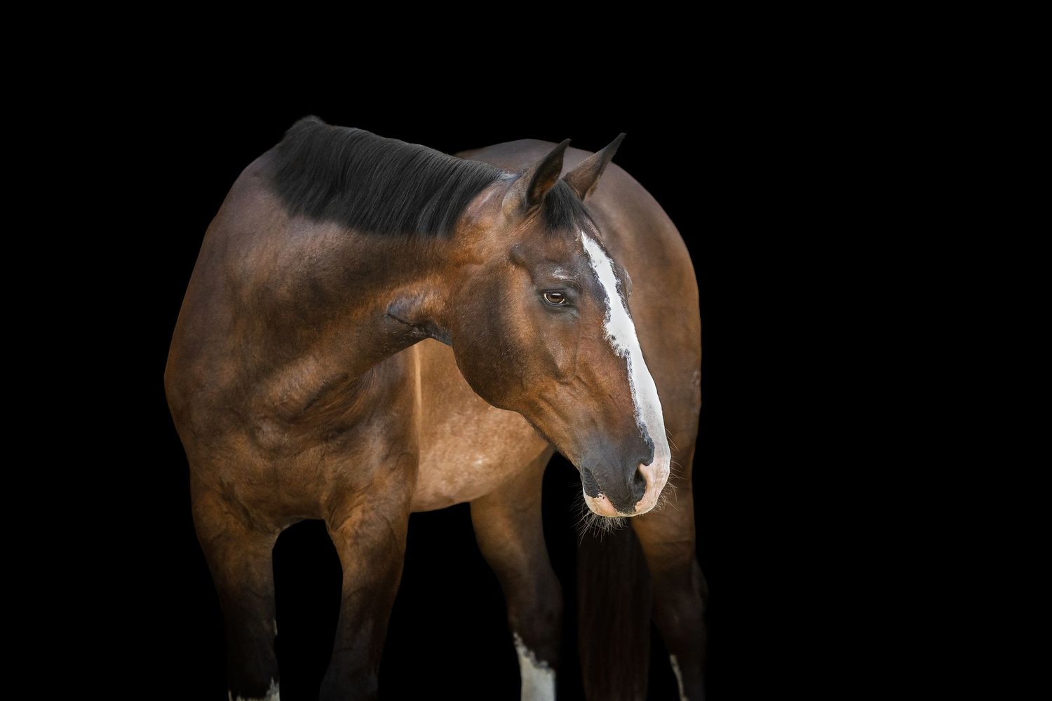 Photo by: Grace Marie Pet Photography, the St. Charles County Pet Photographer..