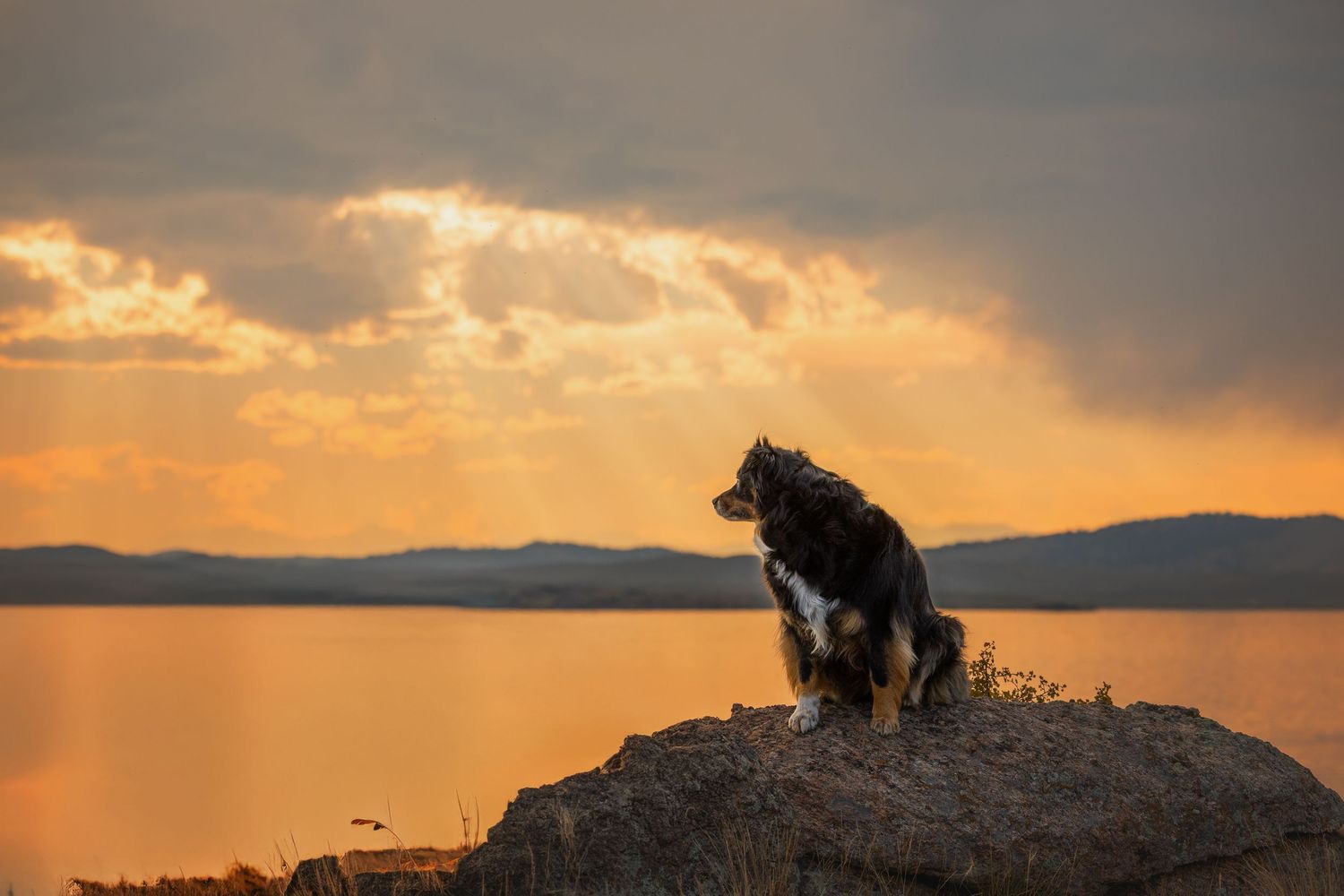 Photo by: Grace Marie Pet Photography, the St. Charles County Pet Photographer.