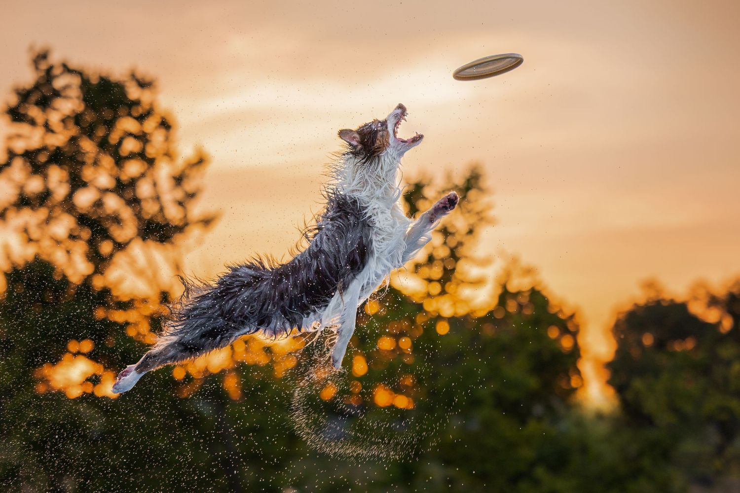 Photo by: Grace Marie Pet Photography, the St. Charles County Pet Photographer.