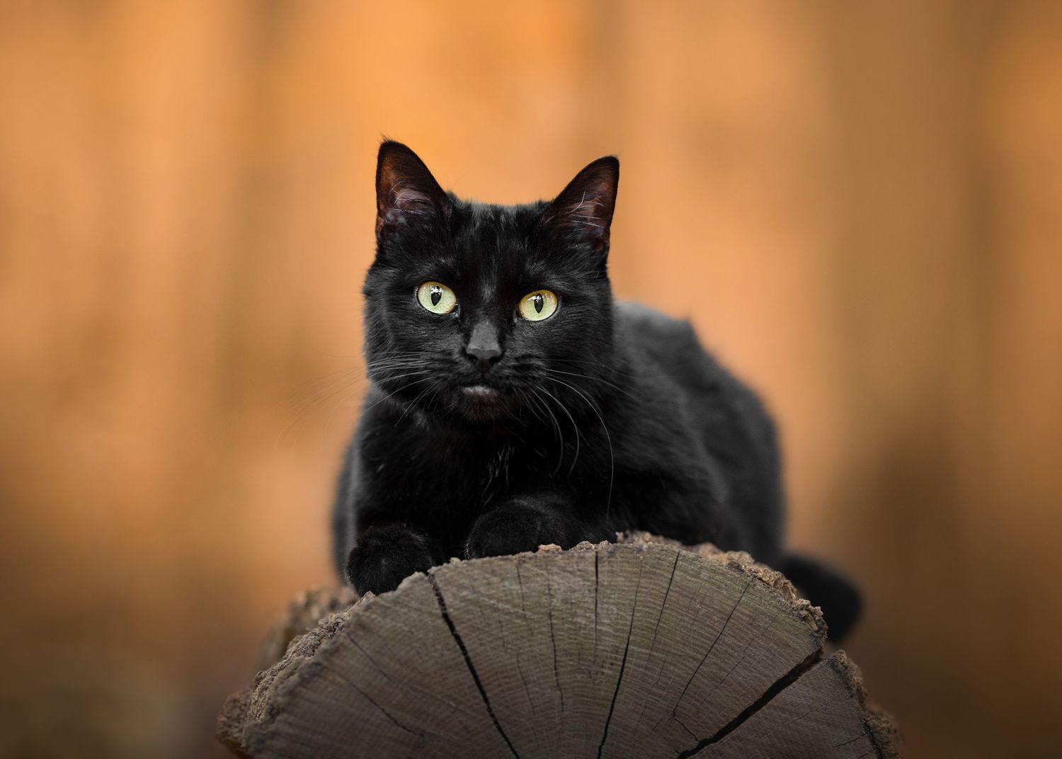 Photo by: Grace Marie Pet Photography, the St. Charles County Pet Photographer.