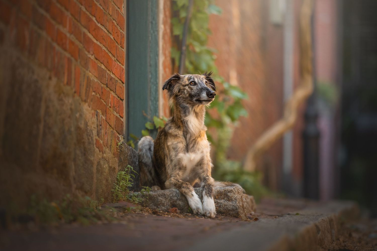 Photo by: Grace Marie Pet Photography, the St. Charles County Pet Photographer.
