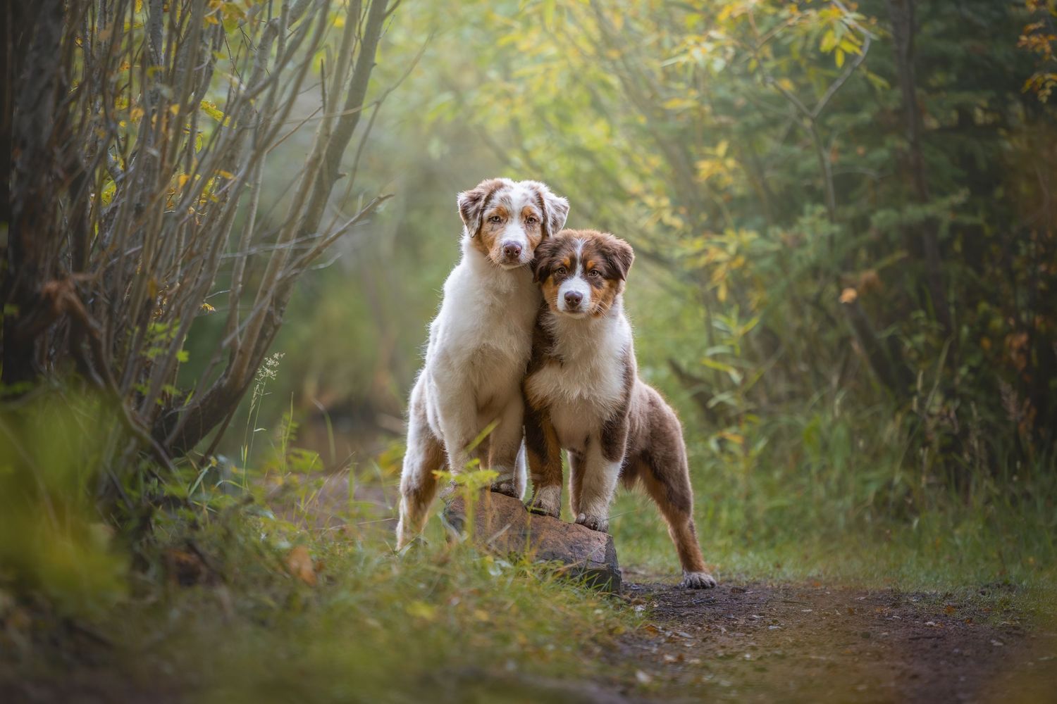 Photo by: Grace Marie Pet Photography, the St. Charles County Pet Photographer.