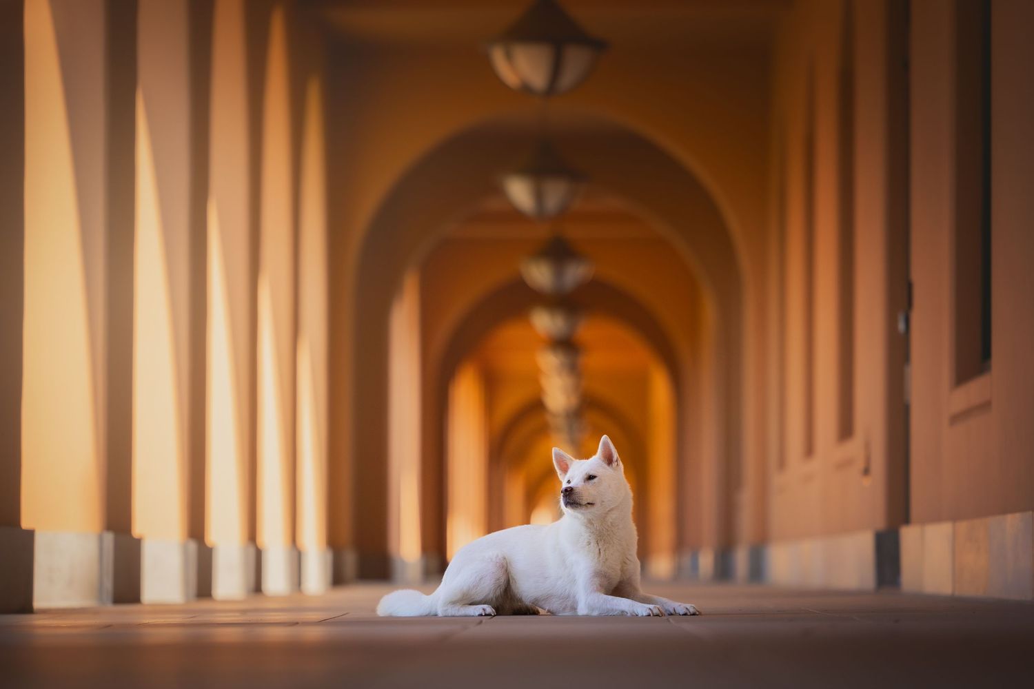 Photo by: Grace Marie Pet Photography, the St. Charles County Pet Photographer.