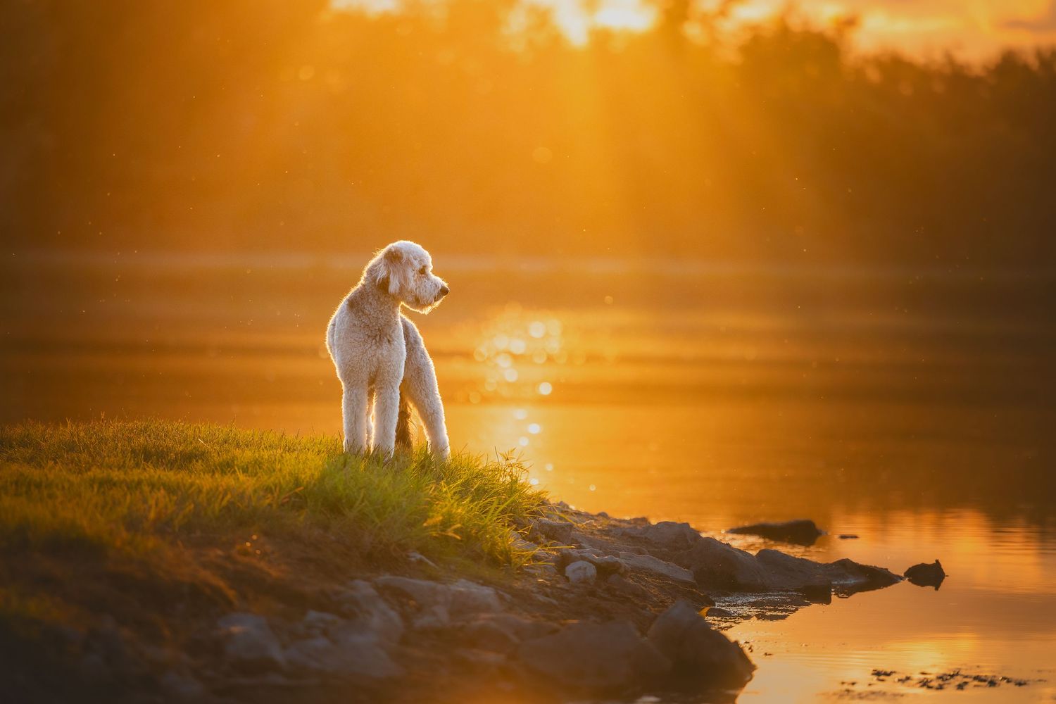 Photo by: Grace Marie Pet Photography, the St. Charles County Pet Photographer.