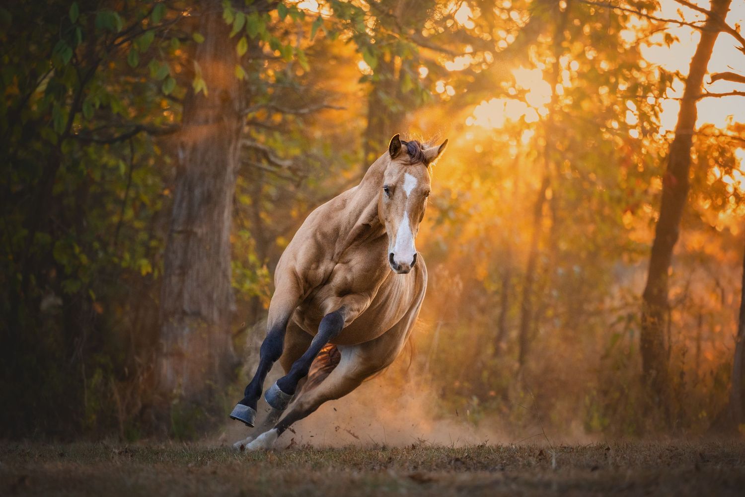 Photo by: Grace Marie Pet Photography, the St. Charles County Pet Photographer.