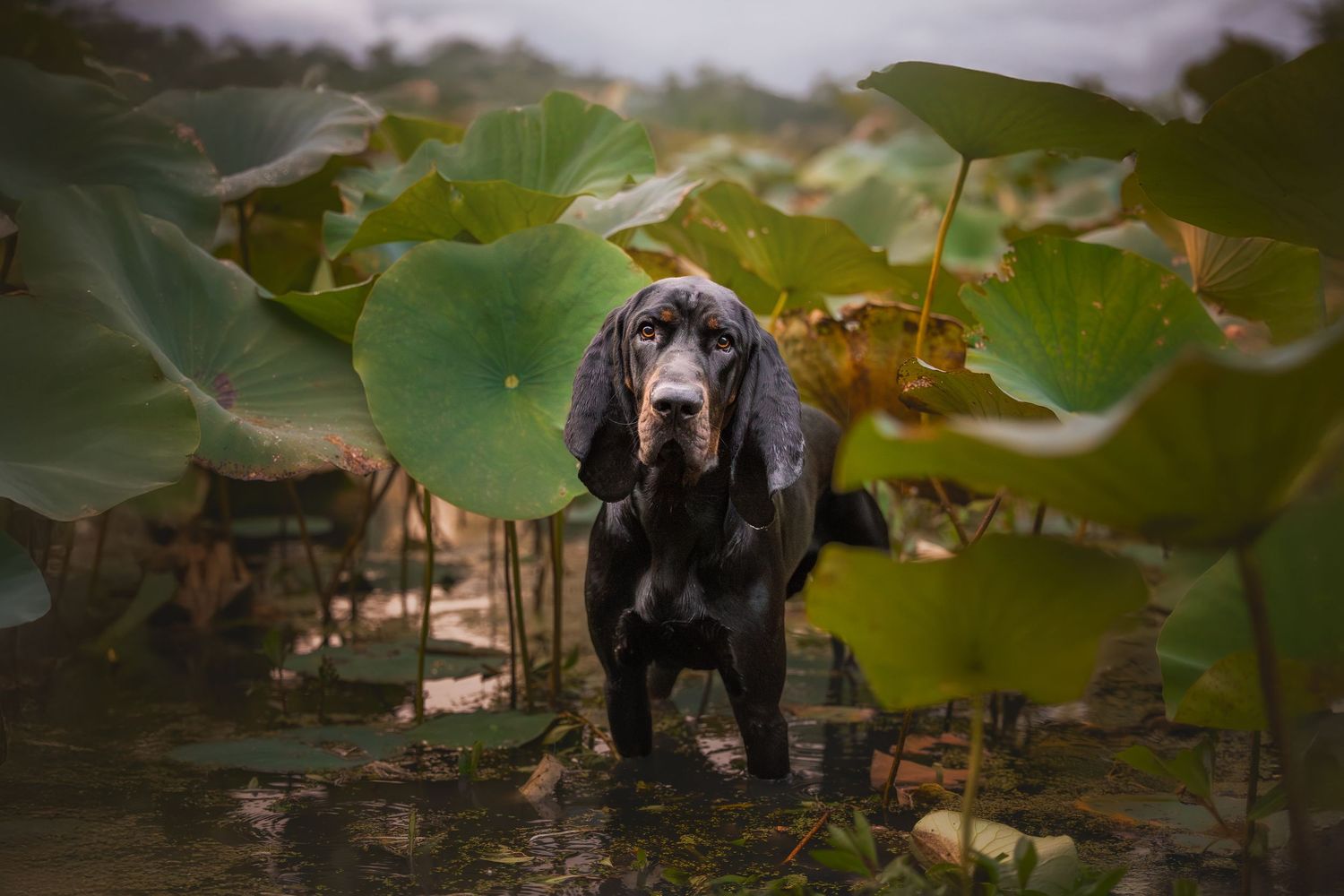 Photo by: Grace Marie Pet Photography, the St. Charles County Pet Photographer.