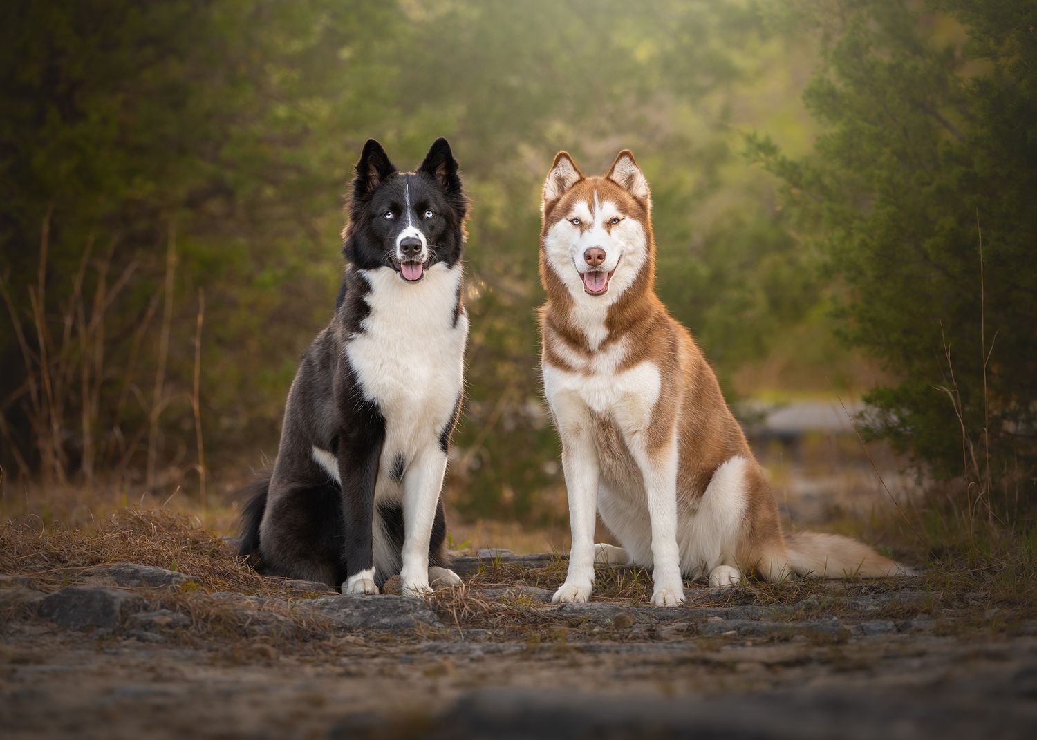 Photo by: Grace Marie Pet Photography, the St. Charles County Pet Photographer.