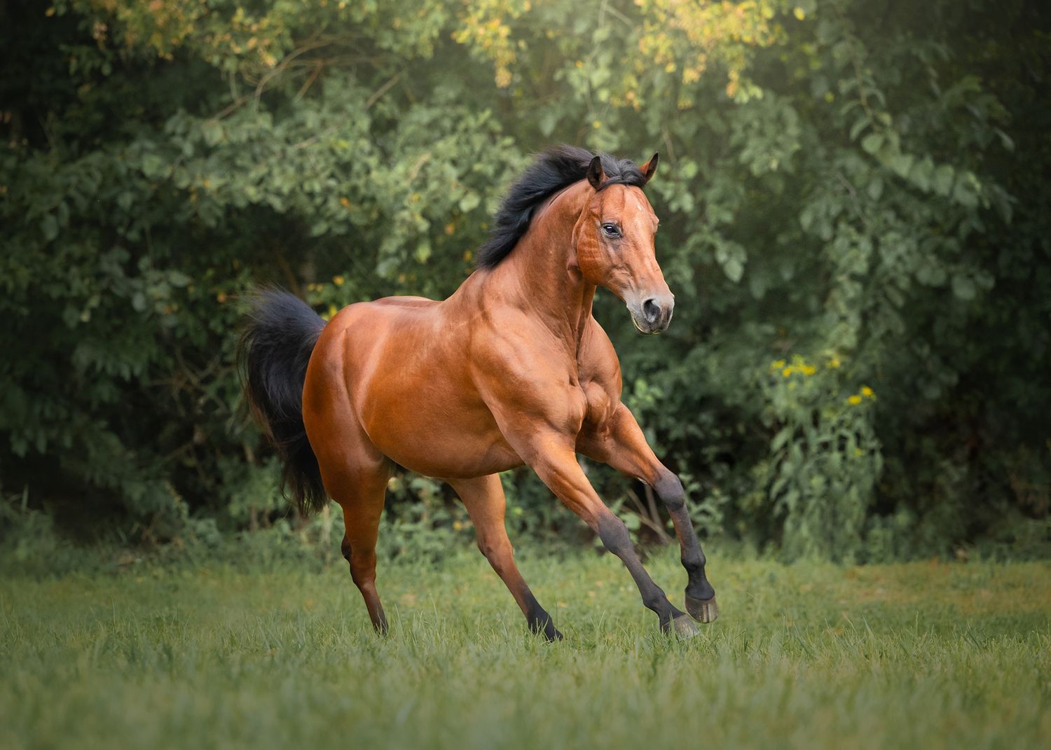 Photo by: Grace Marie Pet Photography, the St. Charles County Pet Photographer.
