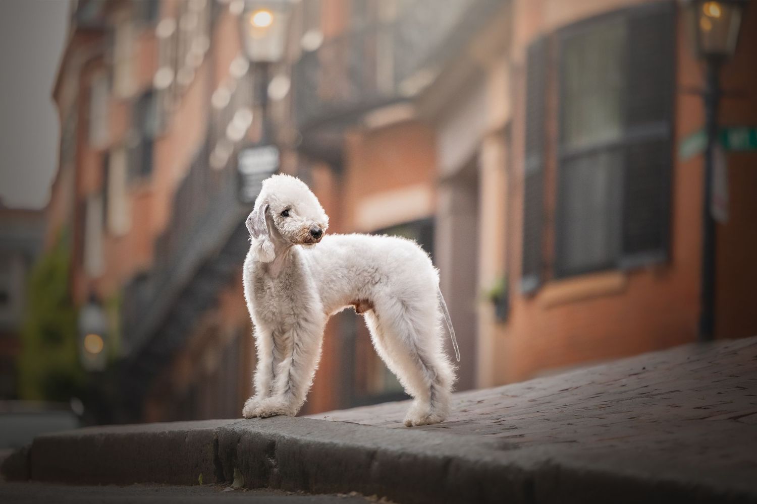 Photo by: Grace Marie Pet Photography, the St. Charles County Pet Photographer.