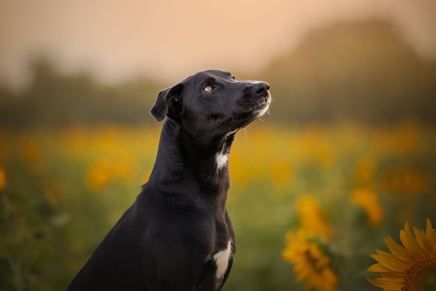 Photo by: Grace Marie Pet Photography, the St. Charles County Pet Photographer.