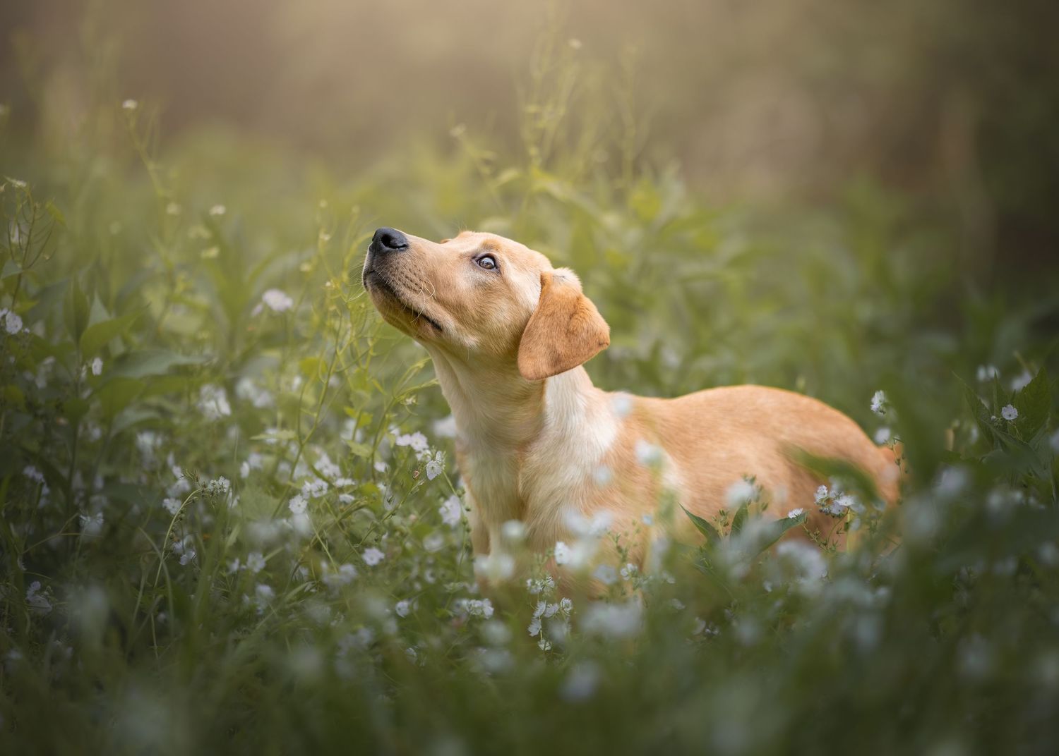 Photo by: Grace Marie Pet Photography, the St. Charles County Pet Photographer.