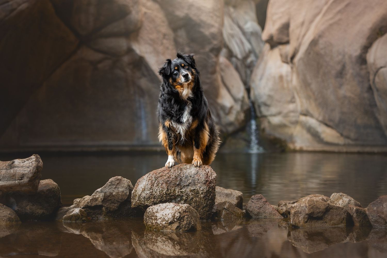 Photo by: Grace Marie Pet Photography, the St. Charles County Pet Photographer.