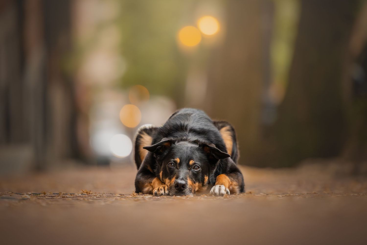 Photo by: Grace Marie Pet Photography, the St. Charles County Pet Photographer.